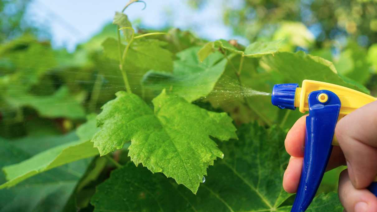 Natural Pest Control Tips for Gardeners - adplants