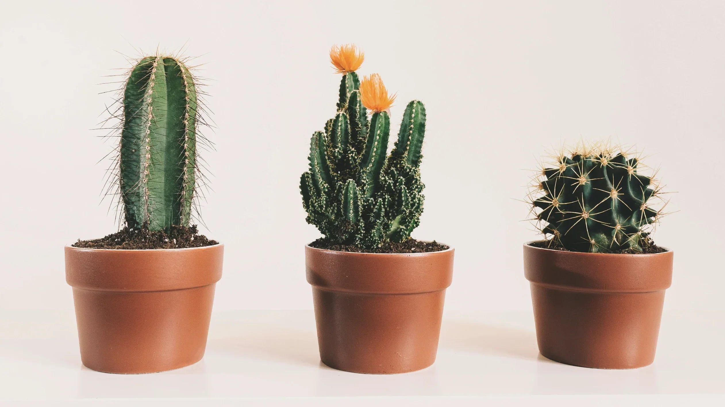 How to mix cactus and succulents