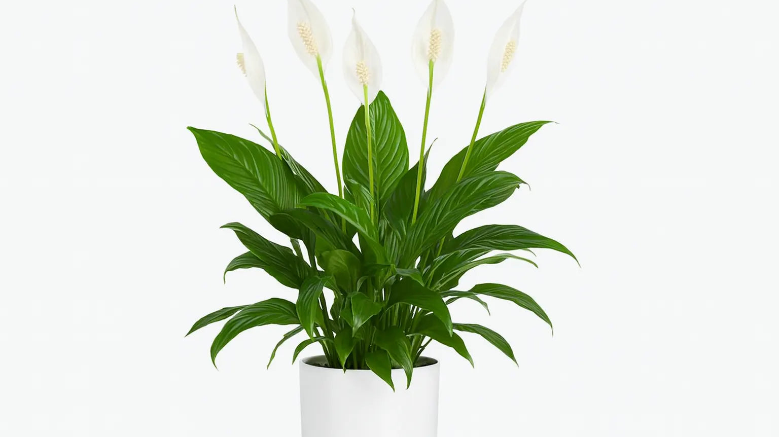 Indoor Plants That Bloom in Winter