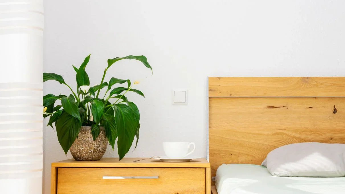 Peace Lily Care: Your Ultimate Guide to a Healthy Spathiphyllum - adplants