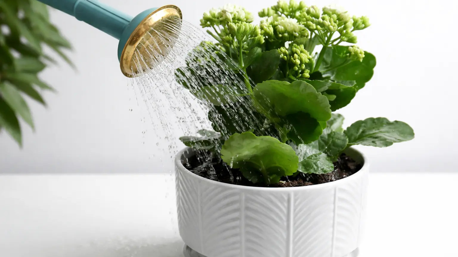 Seasonal Plant Care