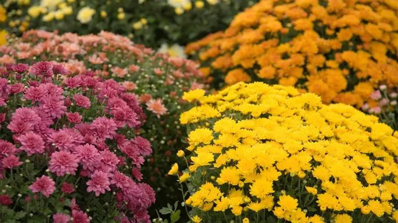 Seasonal flowers to grow in pots