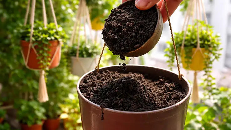 Soil Mix for Indoor Hanging Plants