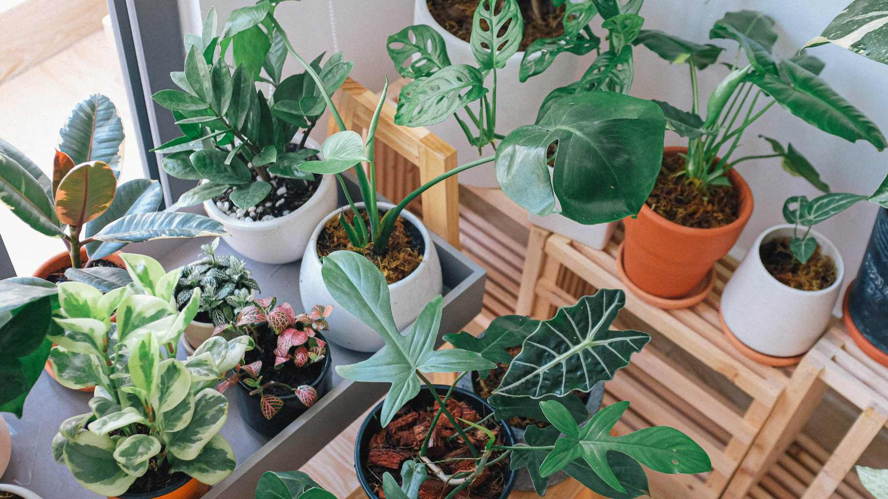 Common Gardening Mistakes to Avoid - adplants