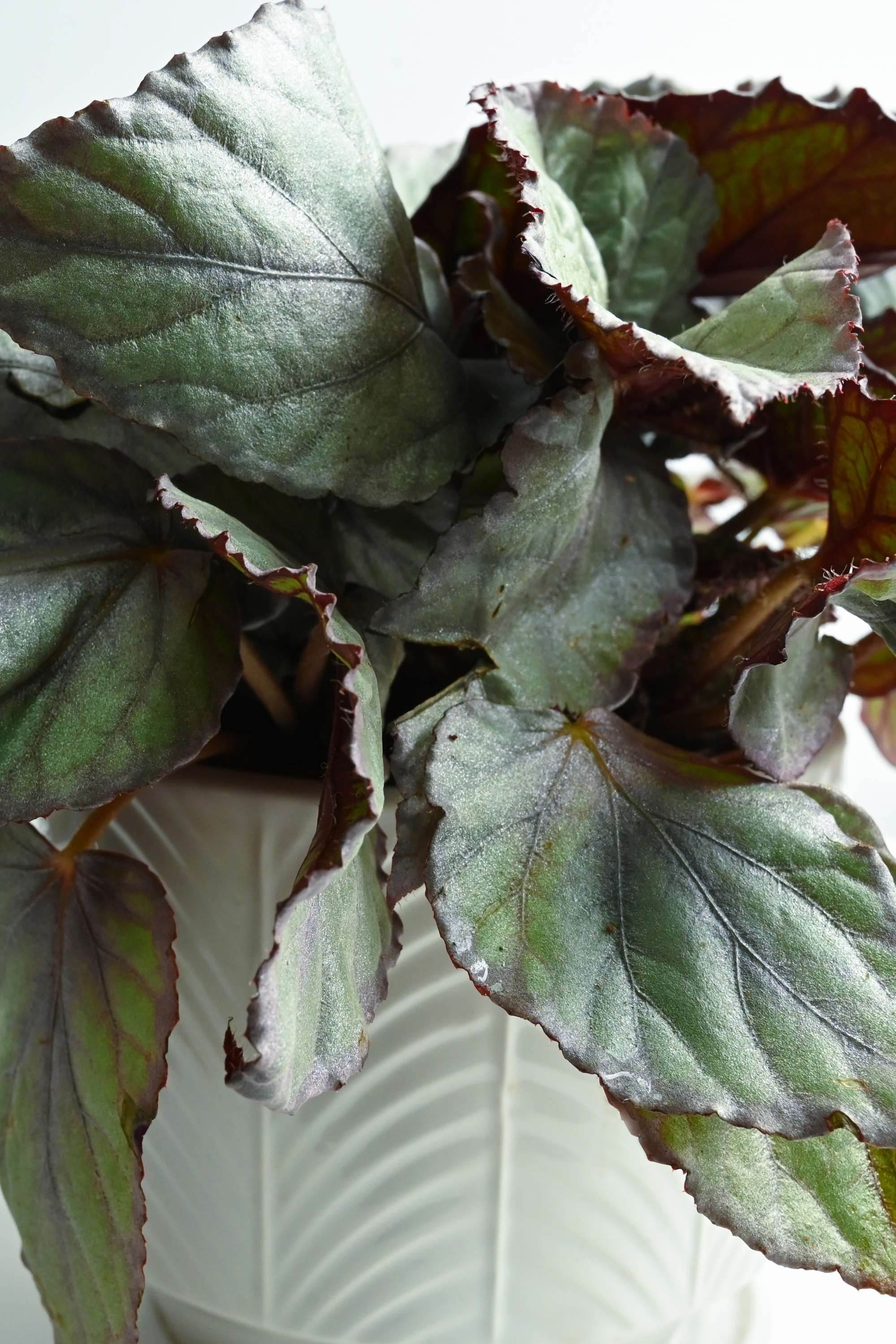 Begonia Rex Green - adplants