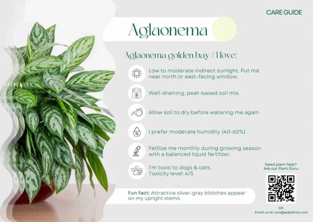 Aglaonema Care Guide