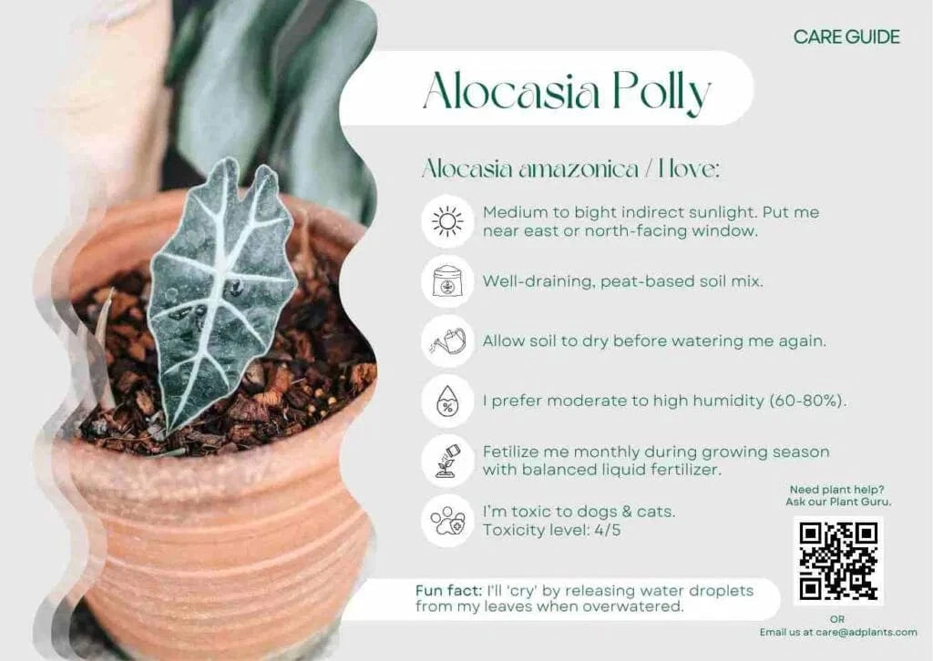 Alocacia Polly Care Guide