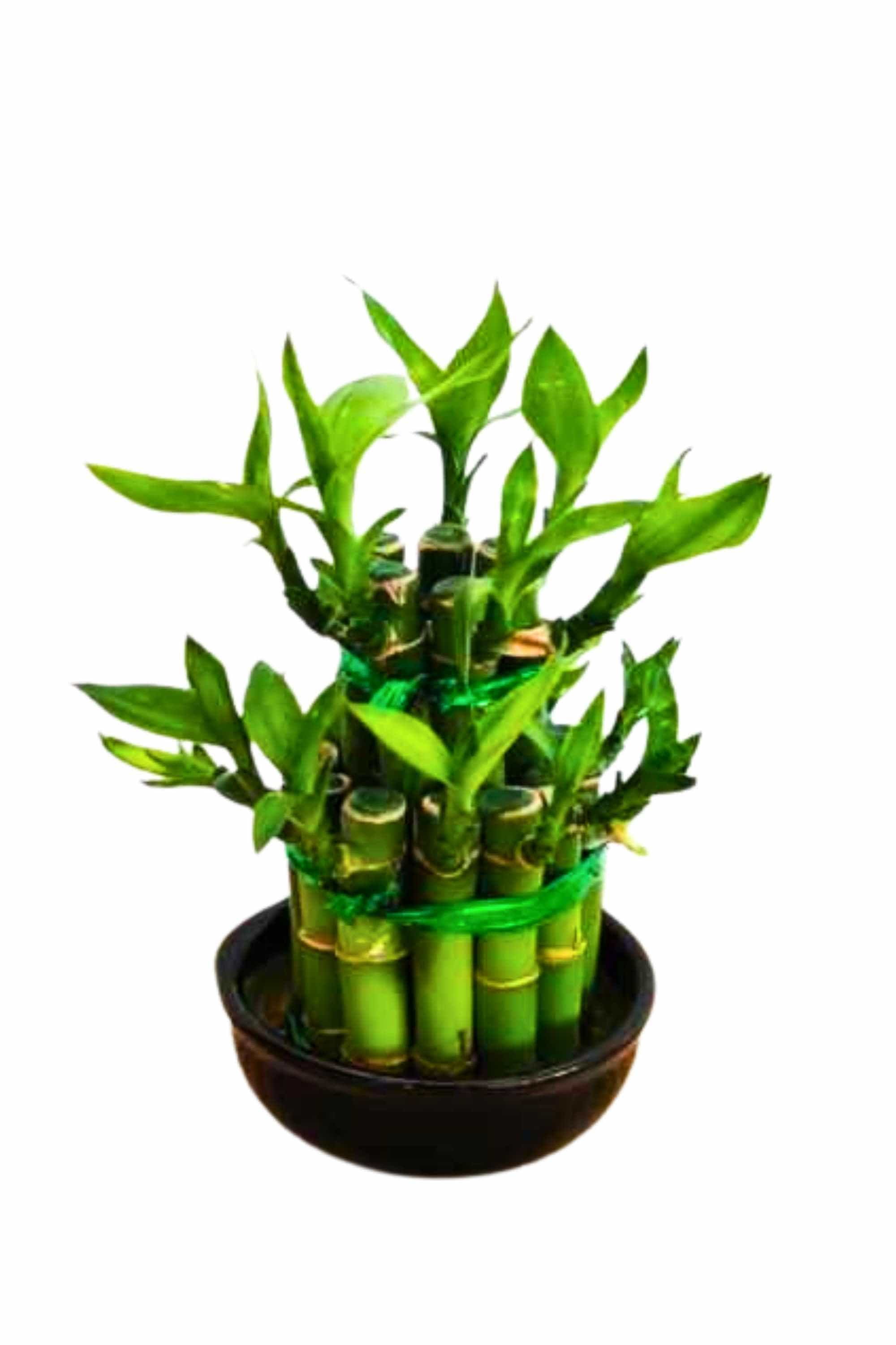 Aquatic Plants 2 Steps Lucky bamboo (2,3,4 Steps) Lucky bamboo (2,3,4 Steps)
