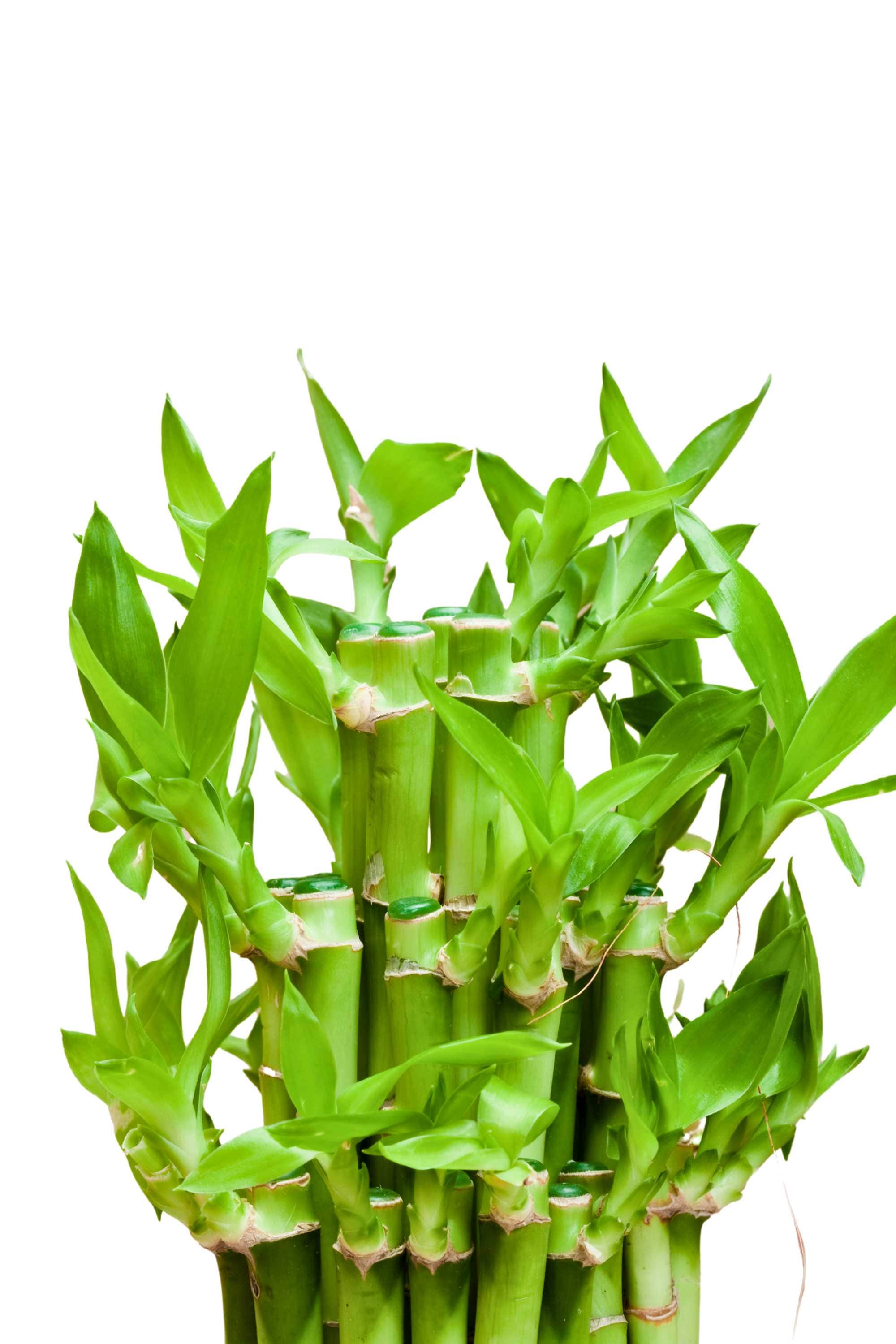 Aquatic Plants Lucky bamboo (2,3,4 Steps) Lucky bamboo (2,3,4 Steps)