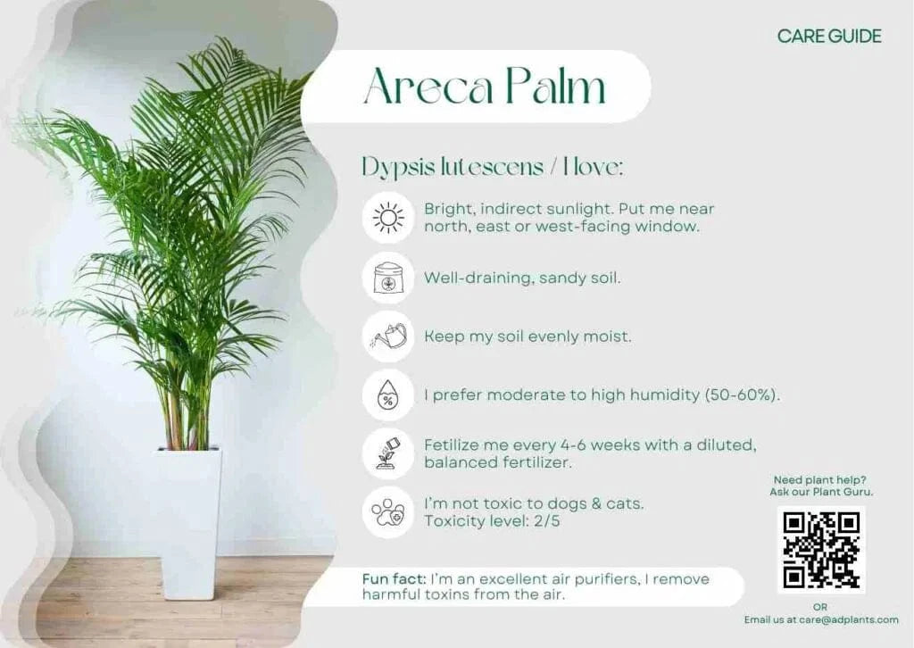 Areca Palm Care Guide