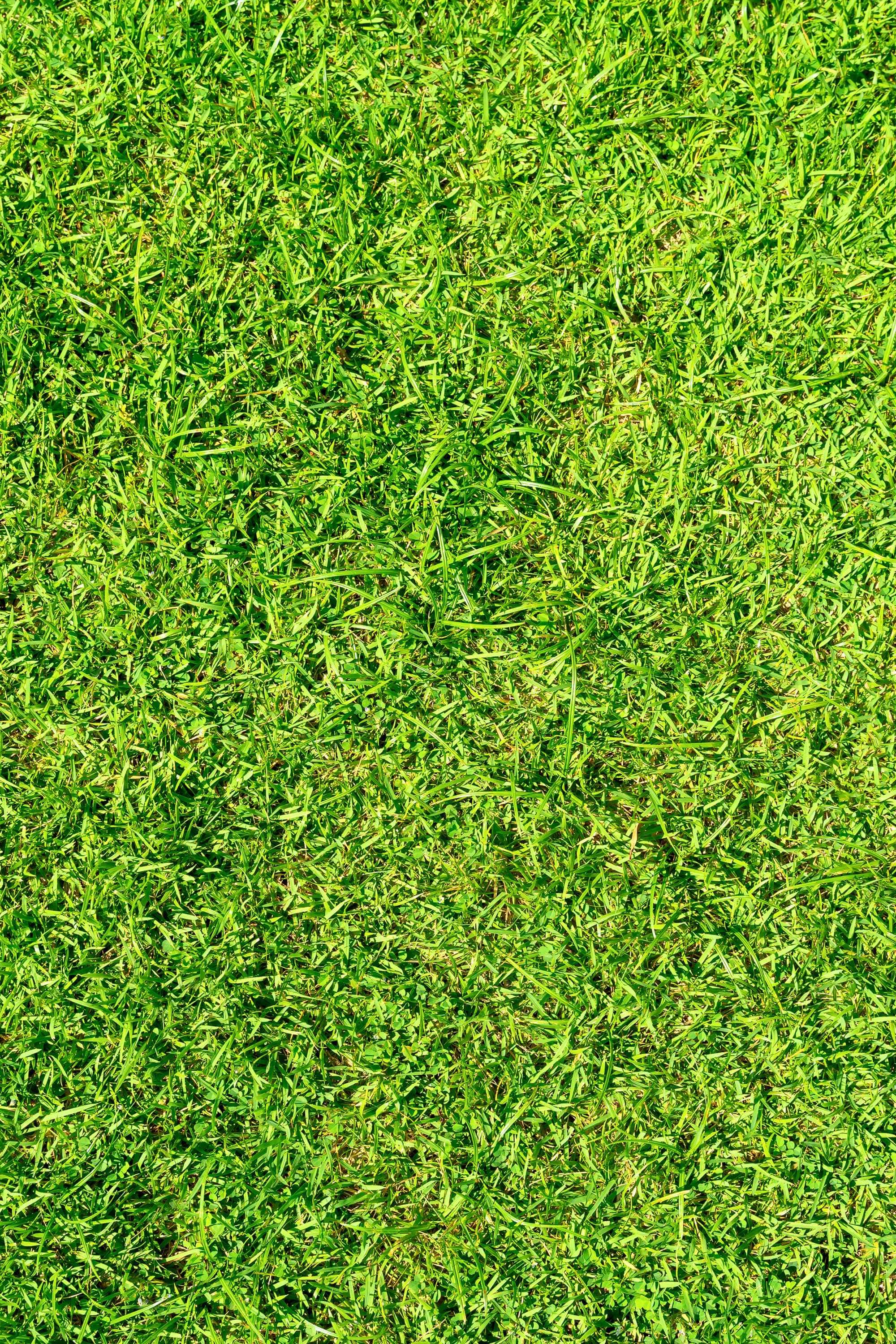 Artificial Plants & Grass Square Meters Paspalum vaginatum Paspalum vaginatum