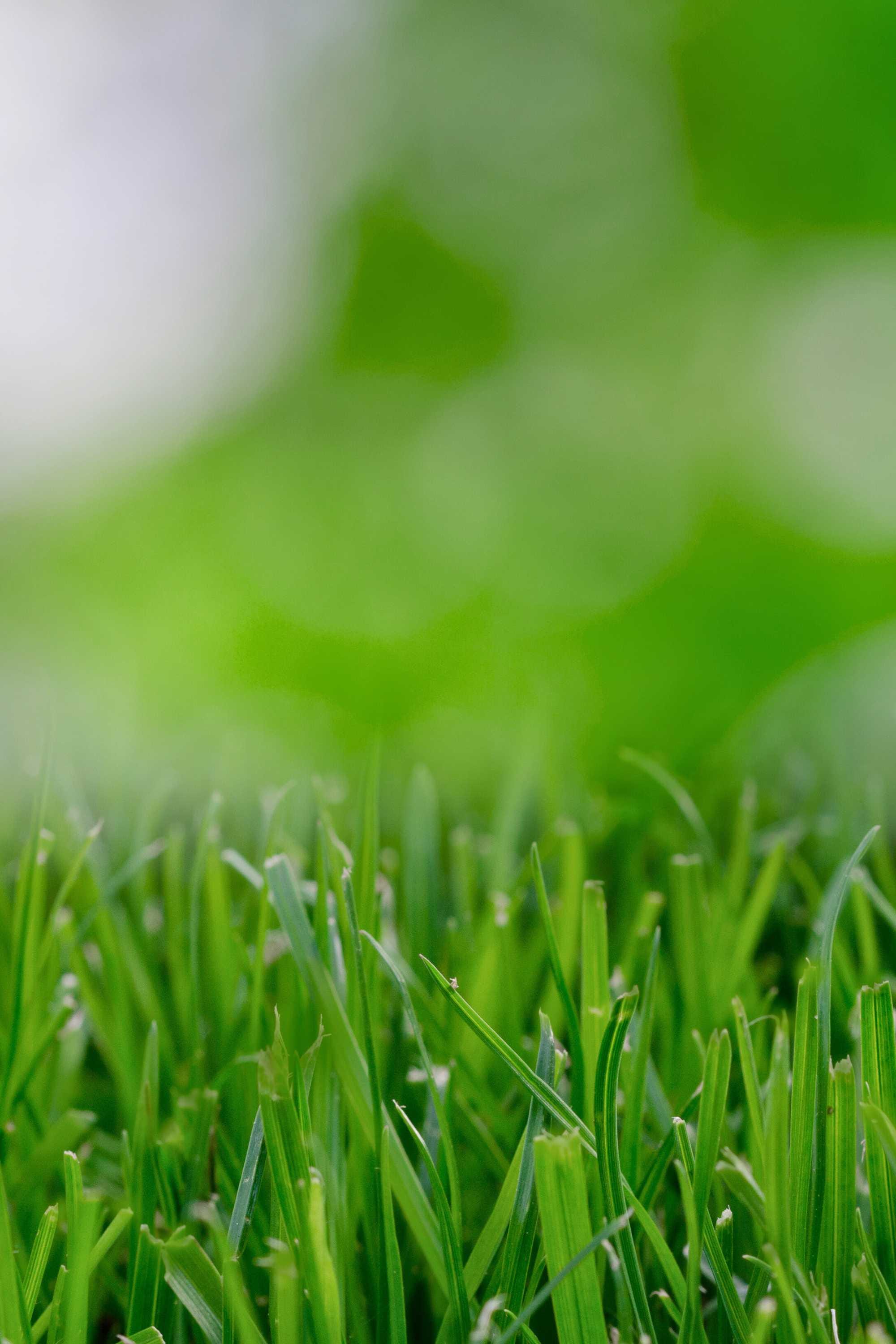 Artificial Plants & Grass Square Meters Paspalum vaginatum Paspalum vaginatum