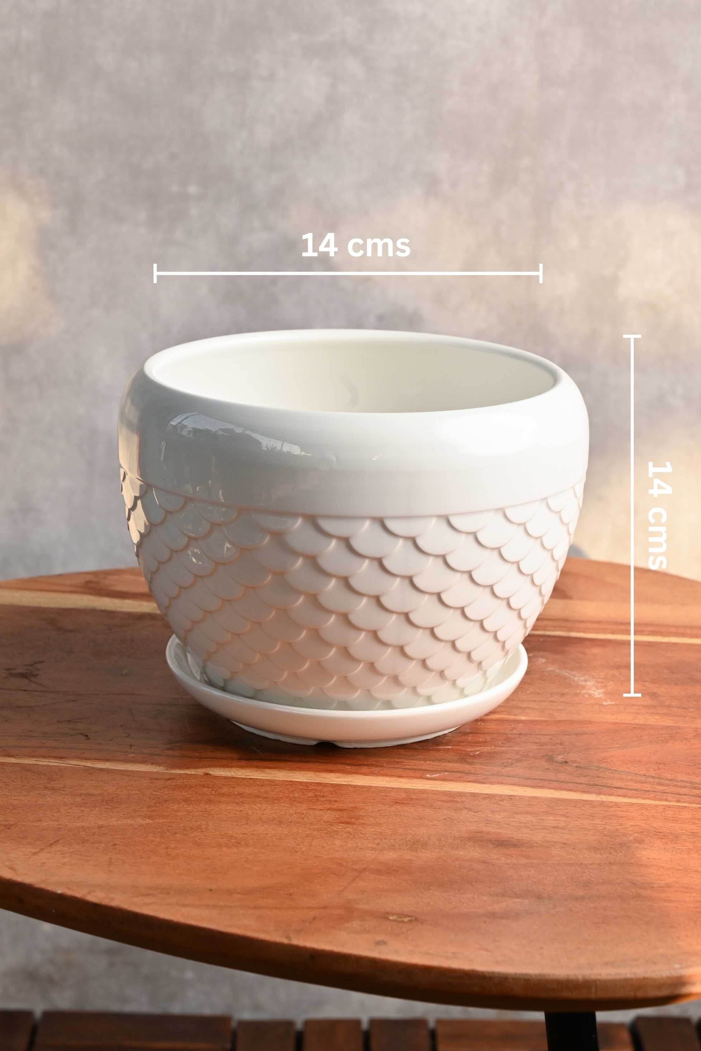 Ceramic Planters Small 14-14 cms / White Scallops Round Ceramic Planter with Plate Round Ceramic Planter with Plate