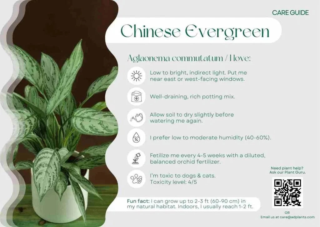 Chinese Evergreen Care Guide
