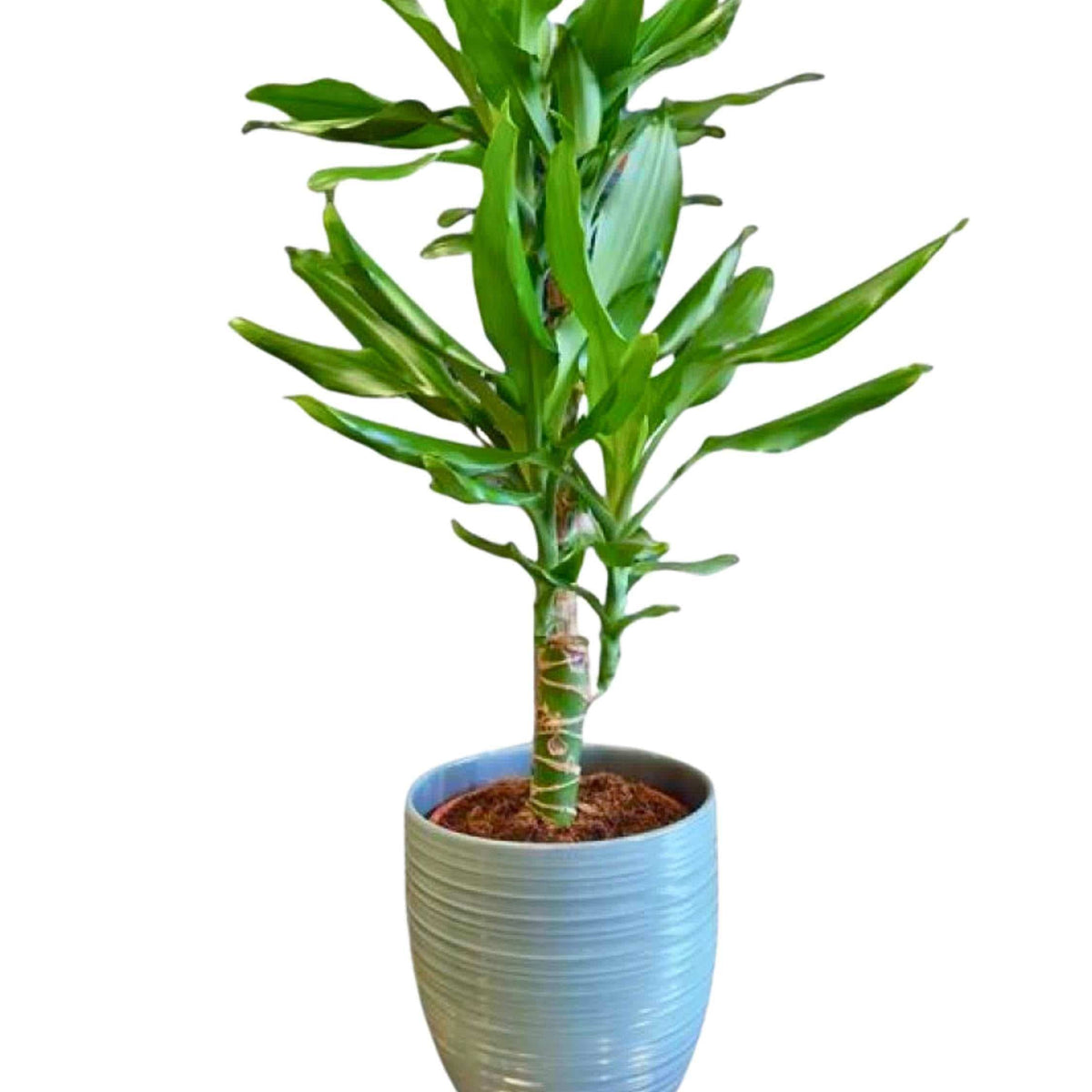 dracaena steudneri care Dracaena Steudneri – Adplants