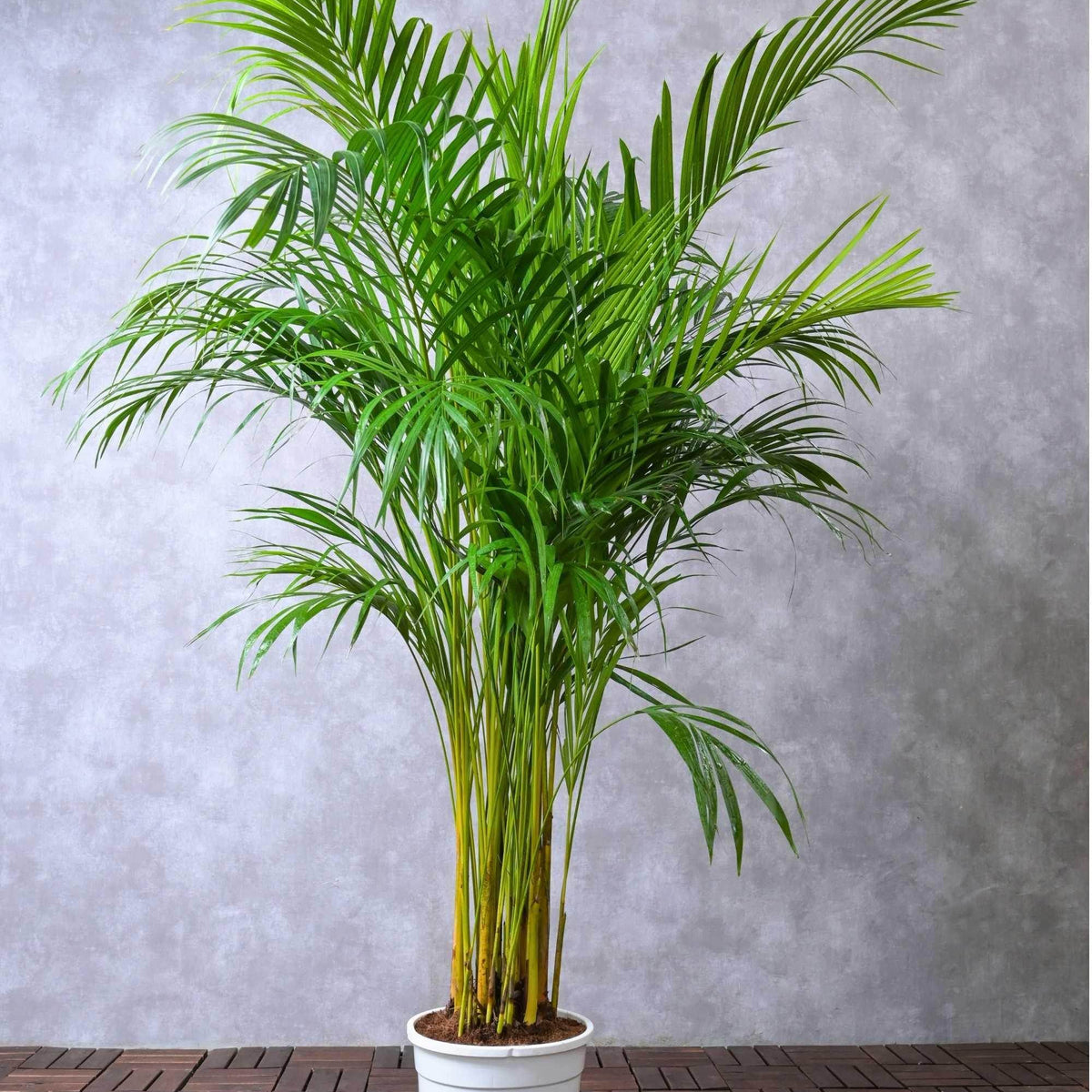 areca palm not growing tall Dypsis lutescens – Adplants