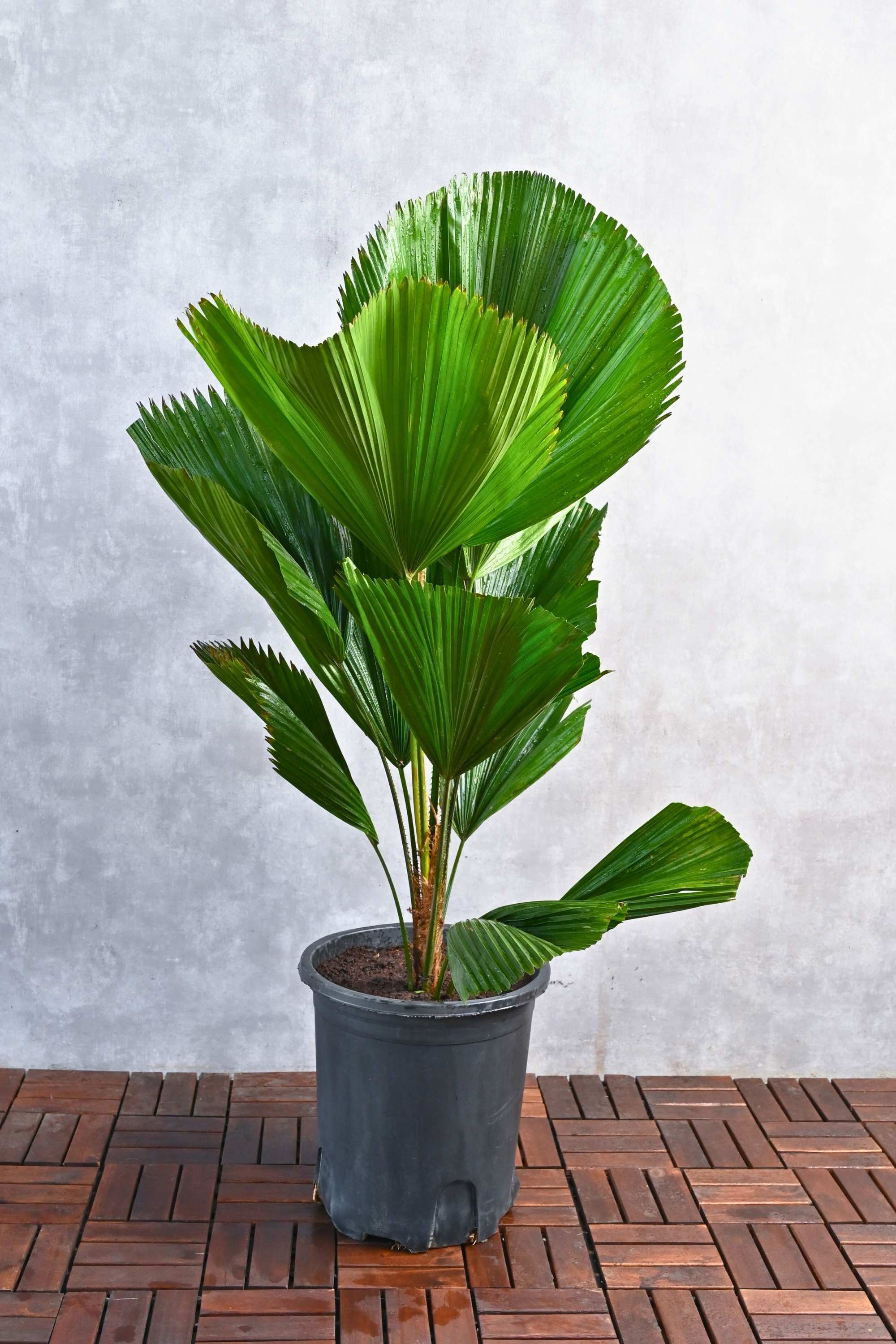 Indoor Plant 100-120 cms Licuala Grandis Licuala Grandis