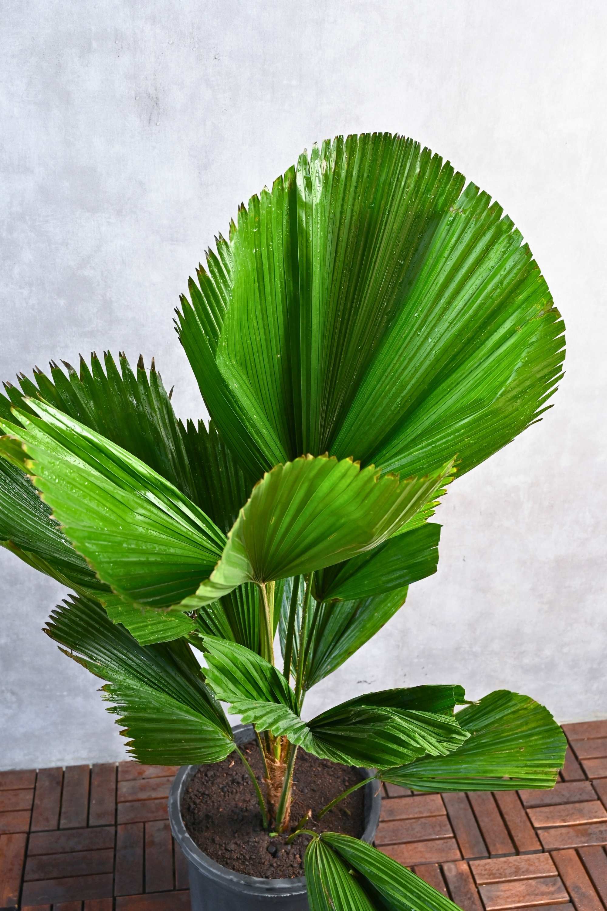 Indoor Plant 100-120 cms Licuala Grandis Licuala Grandis