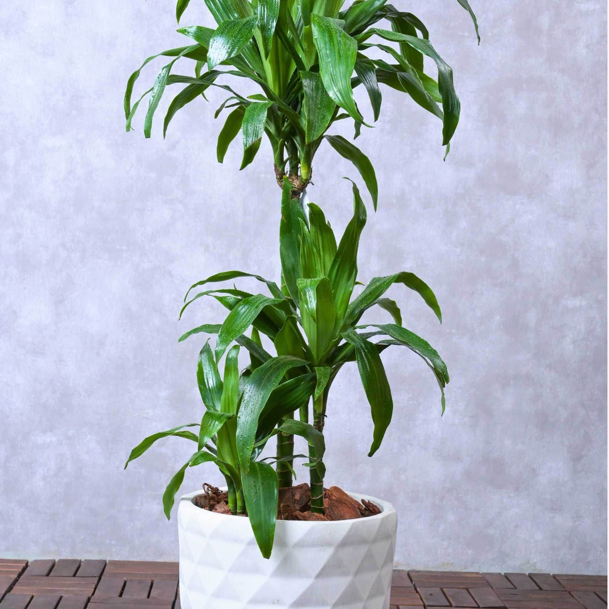 Dracaena deremensis 'Janet Craig' – Adplants