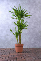 Indoor Plant 140-150 cms Dracaena Rikki Dracaena Rikki