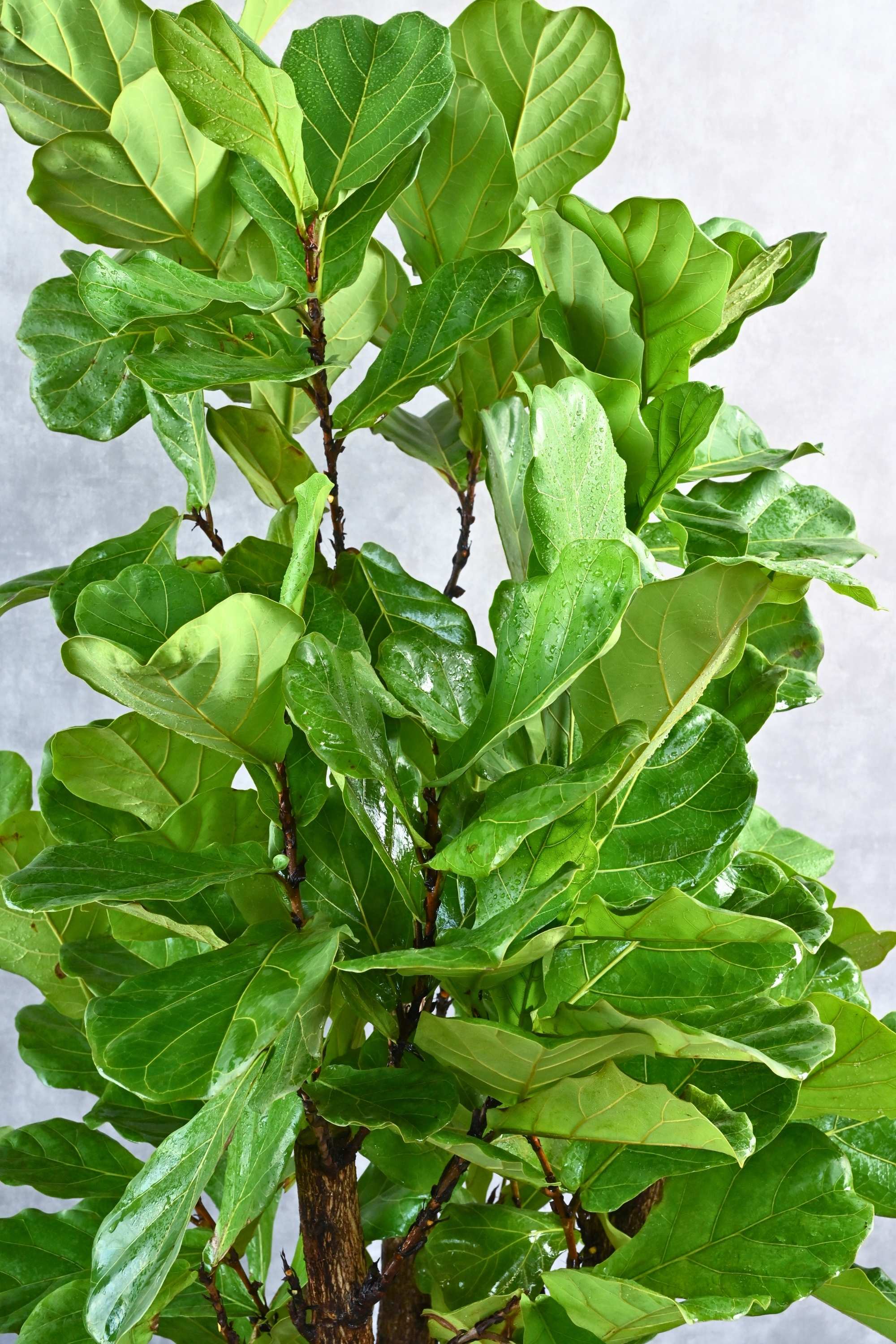 Indoor Plant 160-180 cms Ficus Lyrata Branched Ficus Lyrata Branched