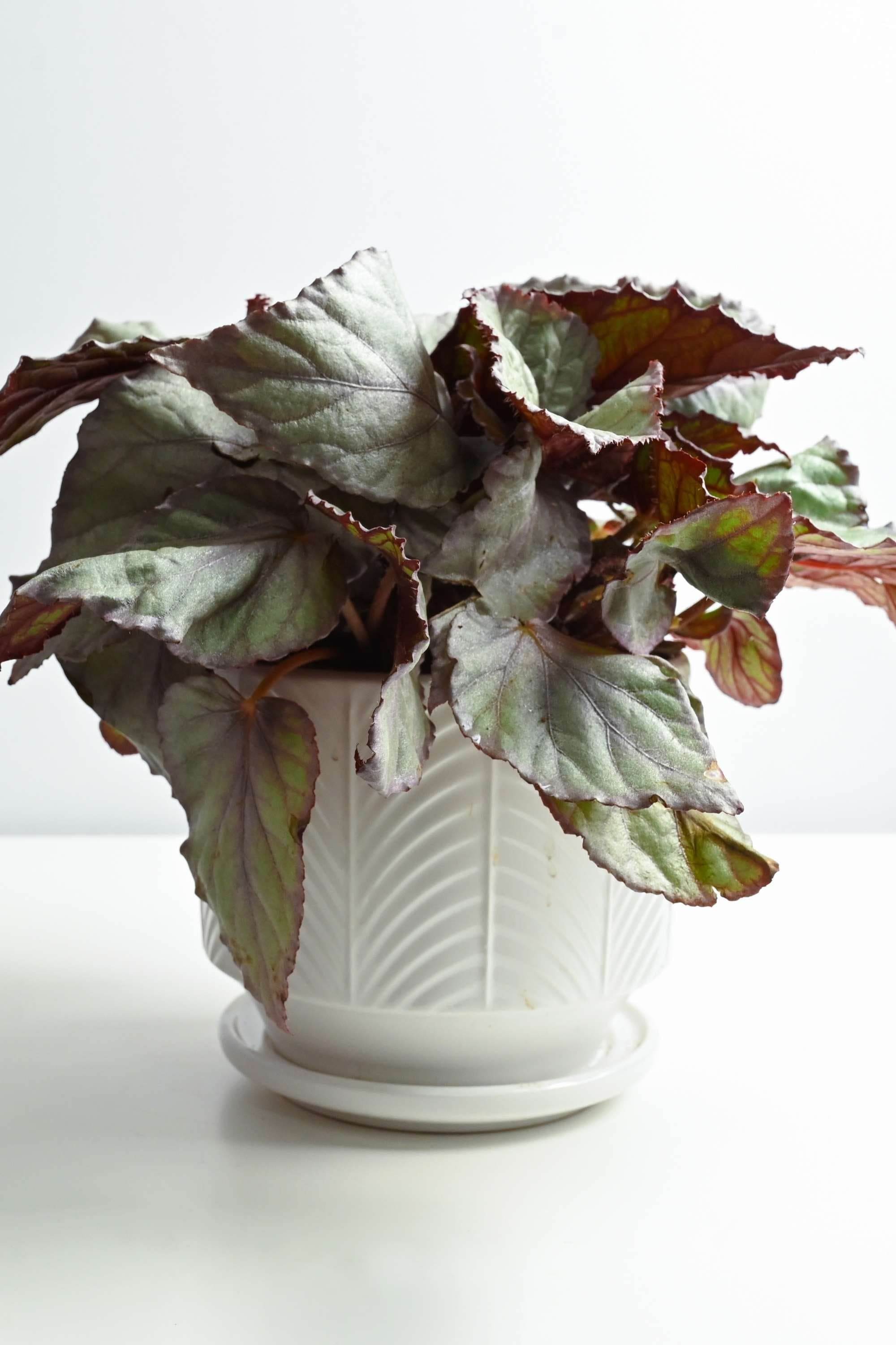Indoor Plant 20 - 30 cms / Ceramic Pot Begonia Rex Green Begonia Rex Green