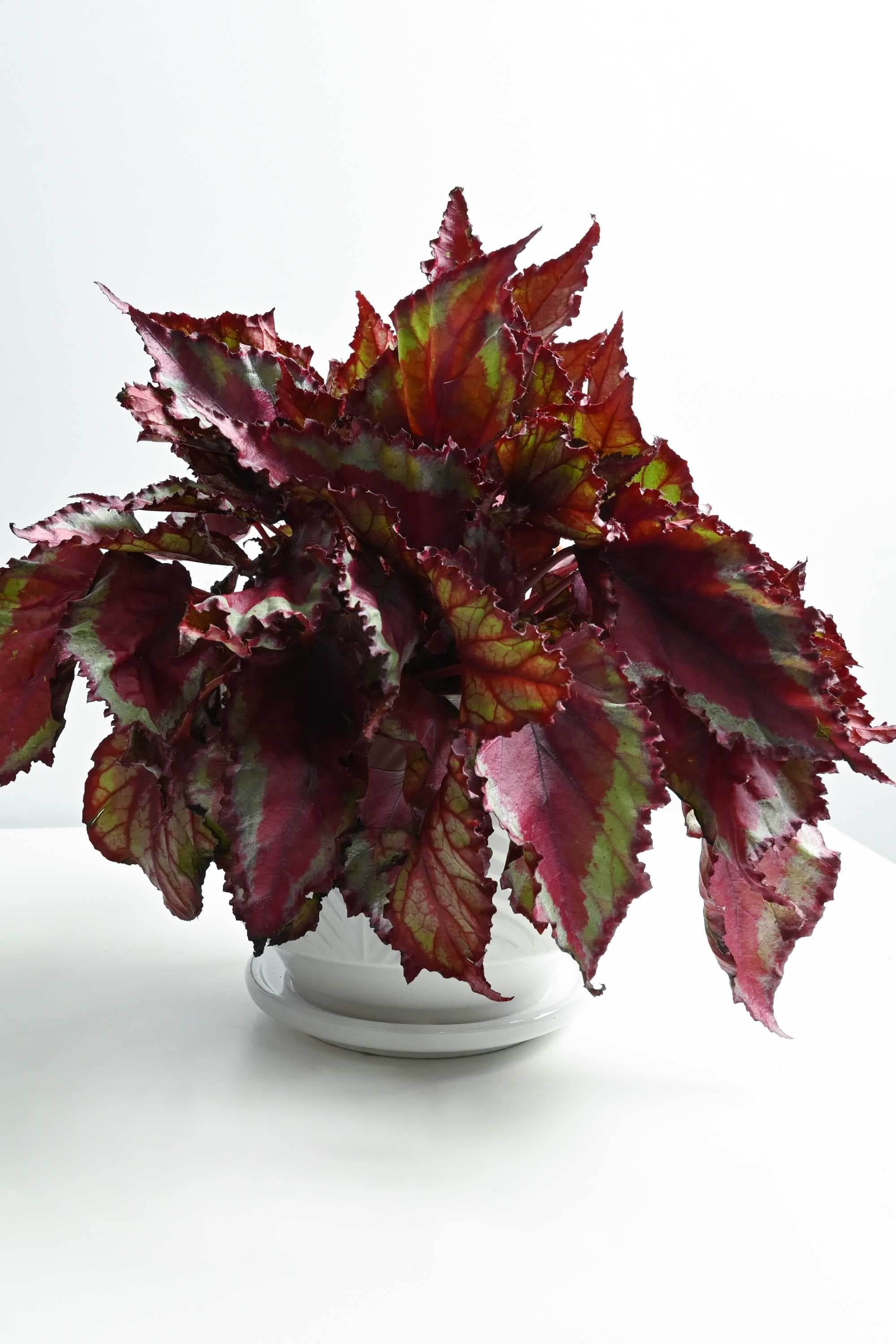 Indoor Plant 20 - 30 cms / Ceramic Pot Begonia rex - Painted-leaf Begonia rex - Painted-leaf