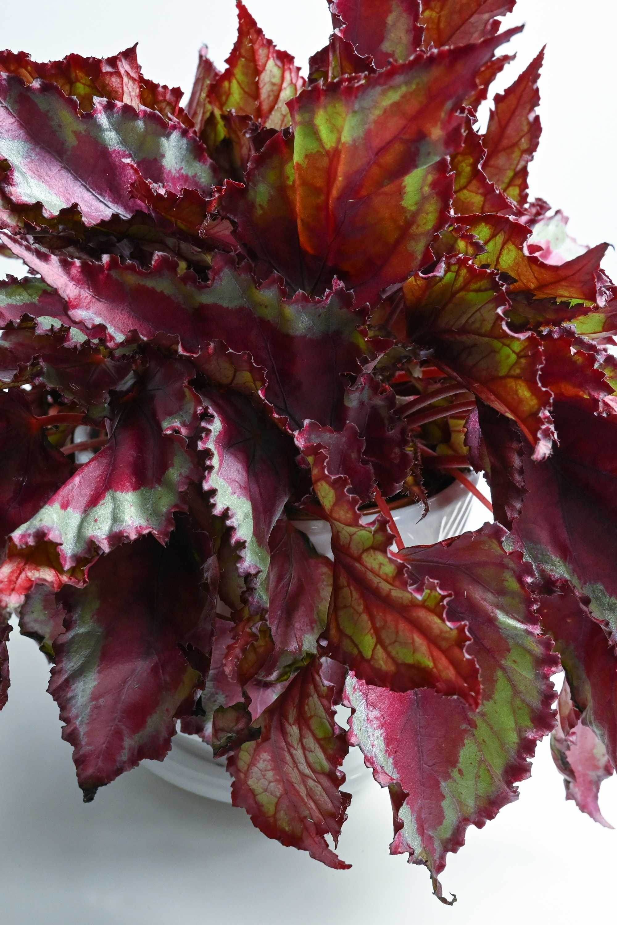 Indoor Plant 20 - 30 cms / Default Plastic Pot Begonia rex - Painted-leaf Begonia rex - Painted-leaf