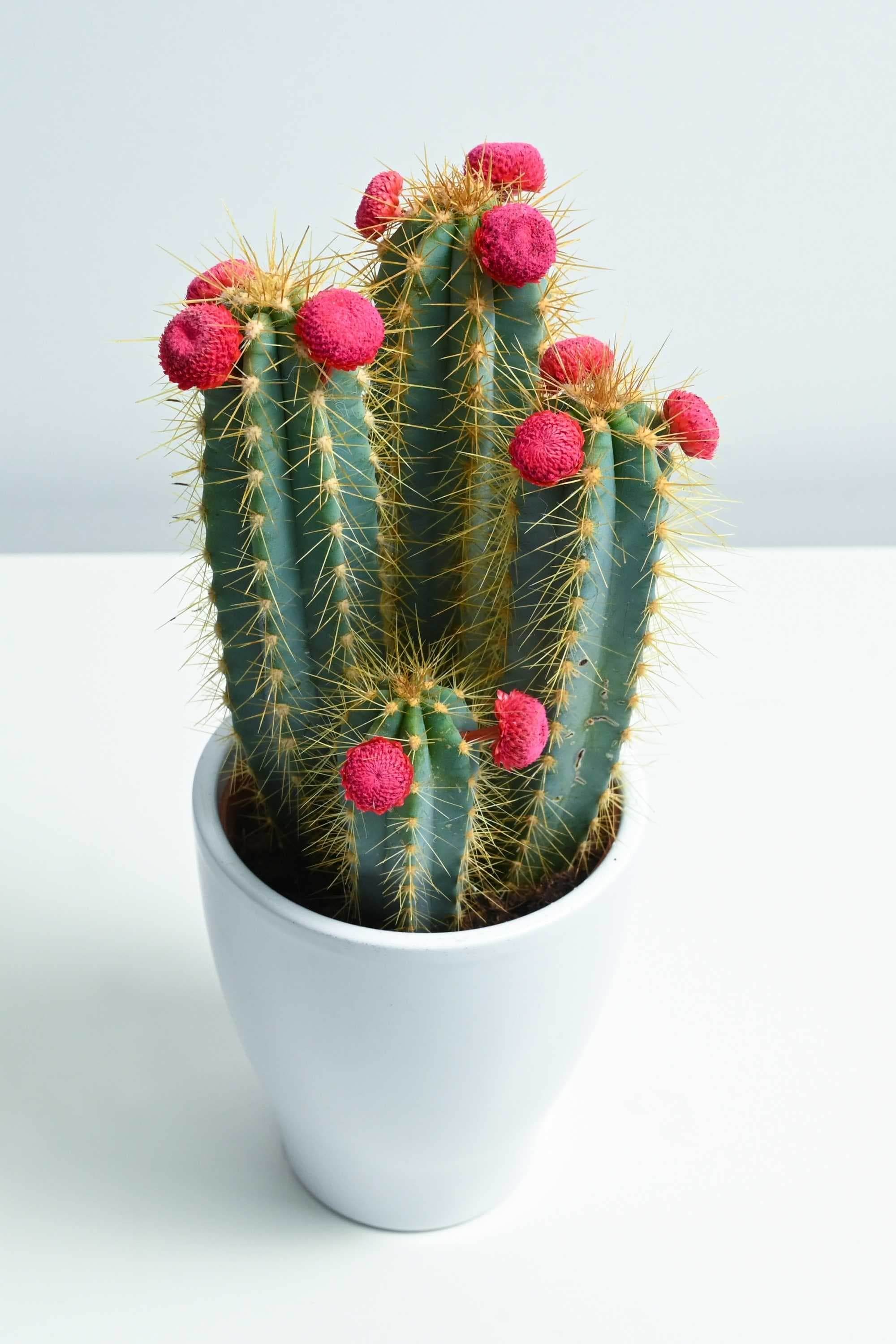 Indoor Plant 20 -30 cms in Ceramic Pot Pilosocereus pachycladus Pilosocereus pachycladus