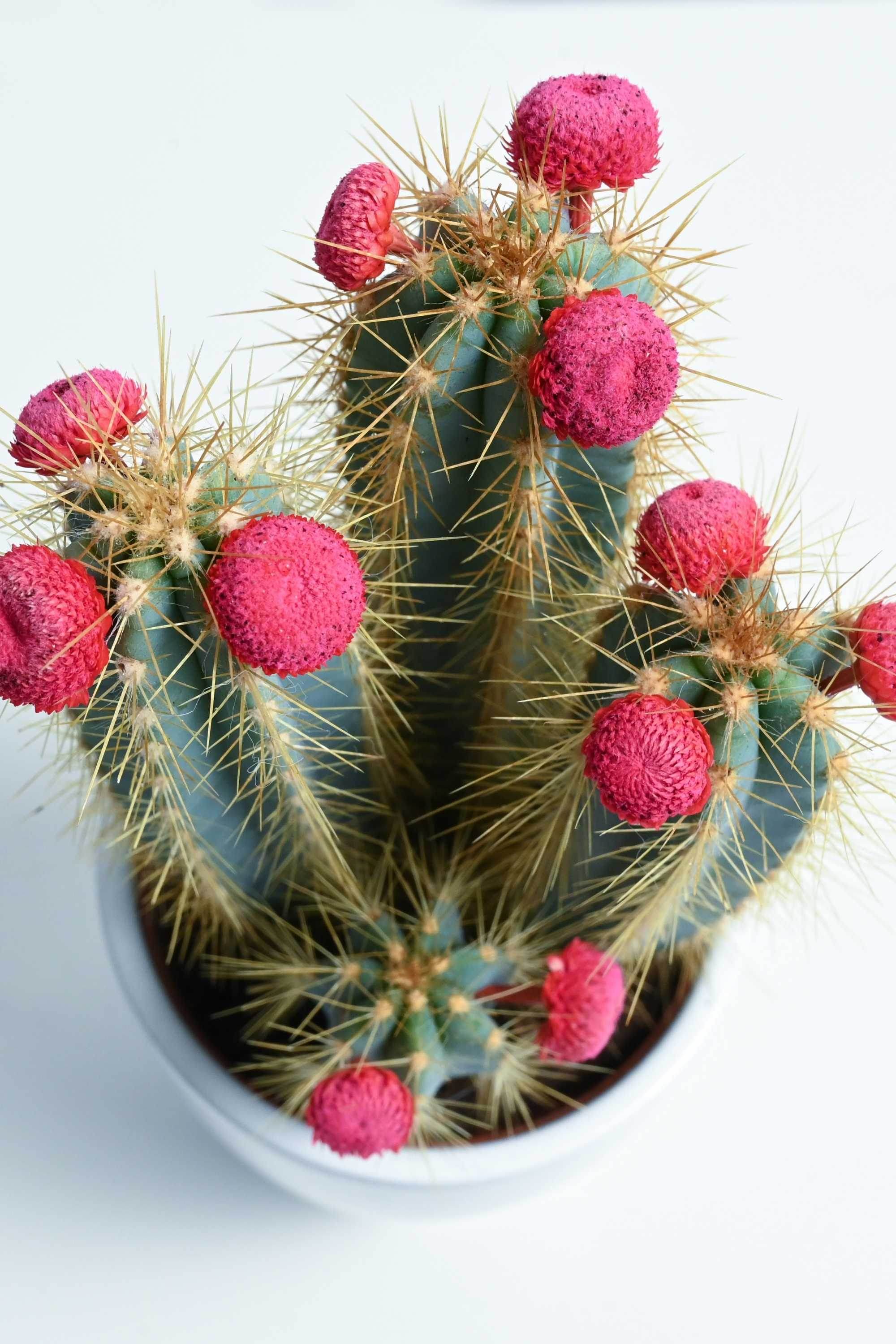 Indoor Plant 20 -30 cms in Ceramic Pot Pilosocereus pachycladus Pilosocereus pachycladus