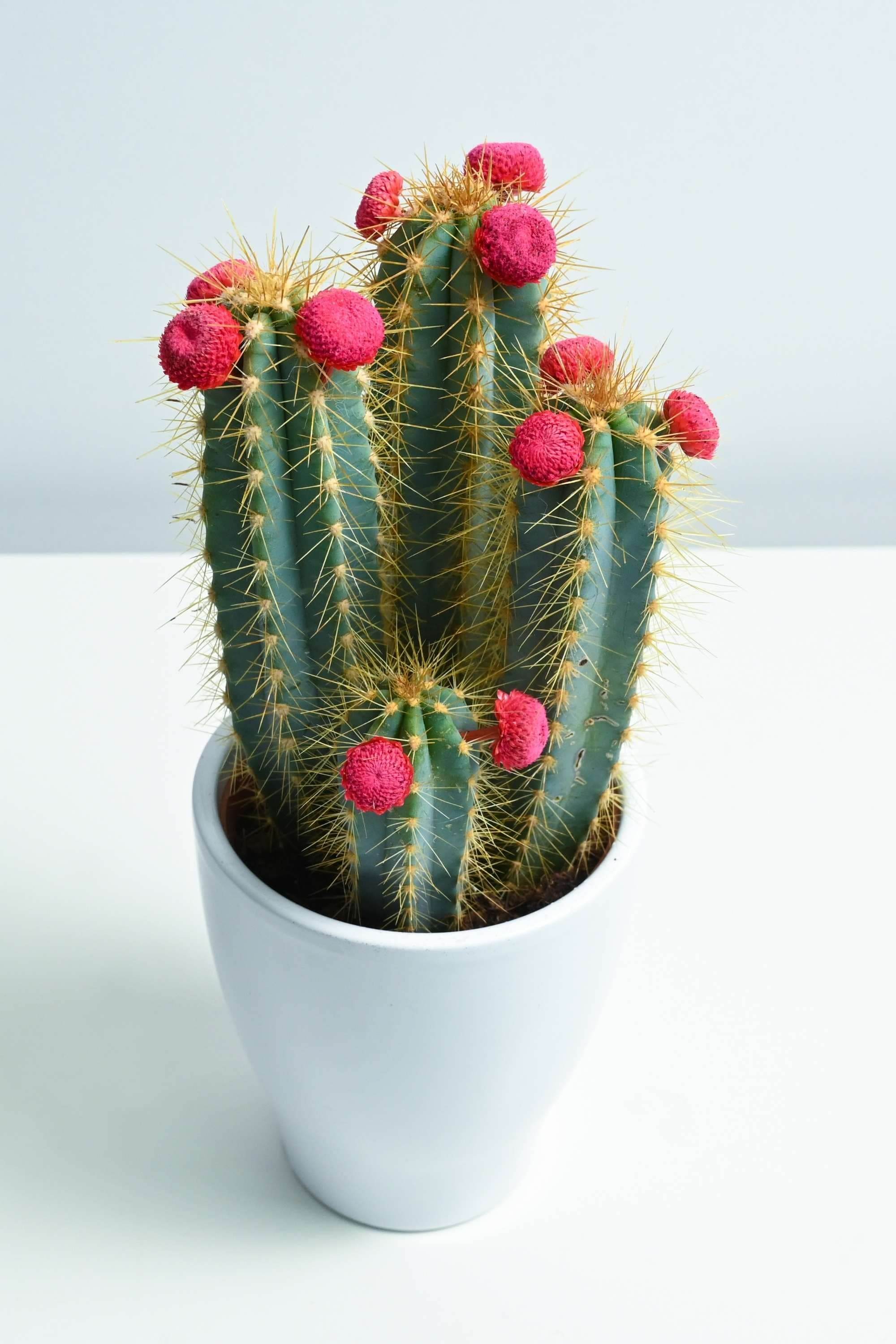 Indoor Plant 20 -30 cms in Ceramic Pot Pilosocereus pachycladus Pilosocereus pachycladus