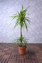 Indoor Plant 3 Plants Per Pot 100 - 120 cms Dracaena Marginata Dracaena Marginata