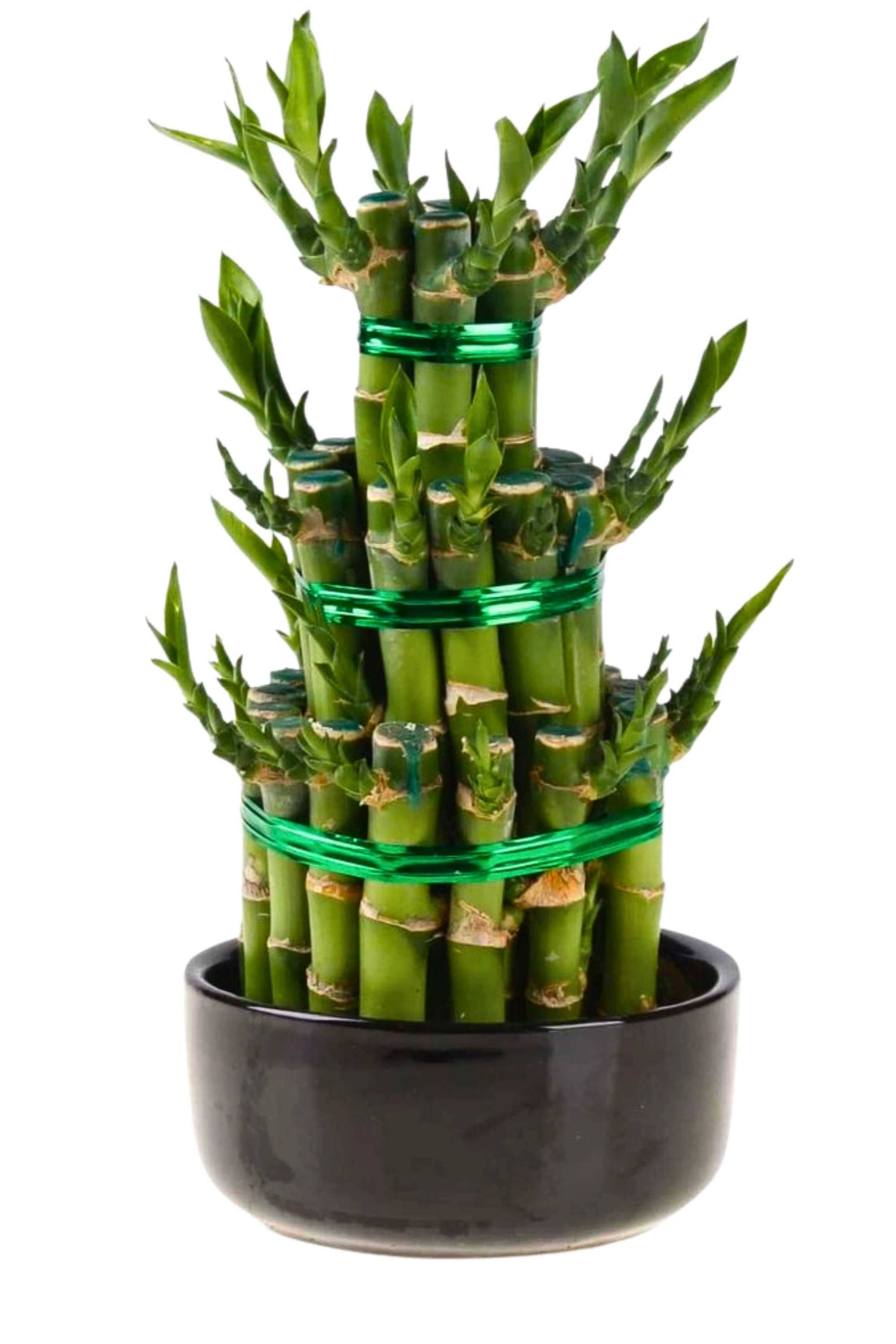 Indoor Plant 3 Steps Dracaena sanderiana Dracaena sanderiana