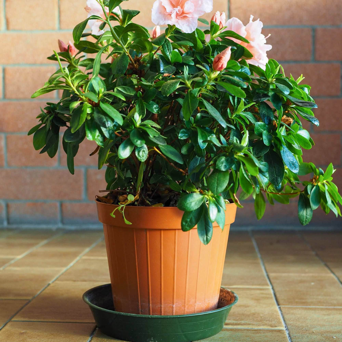 www.hortinno.com rhododendron simsii Rhododendron Simsii Hybrids – Adplants