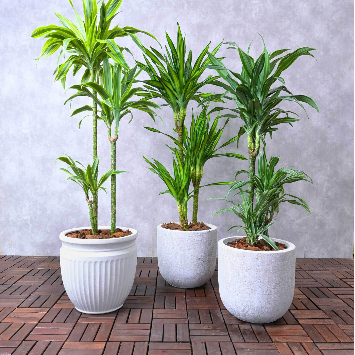 dracaena warneckii white Dracaena spp. (Warneckii, Lemon Lime, Rikki) – Adplants