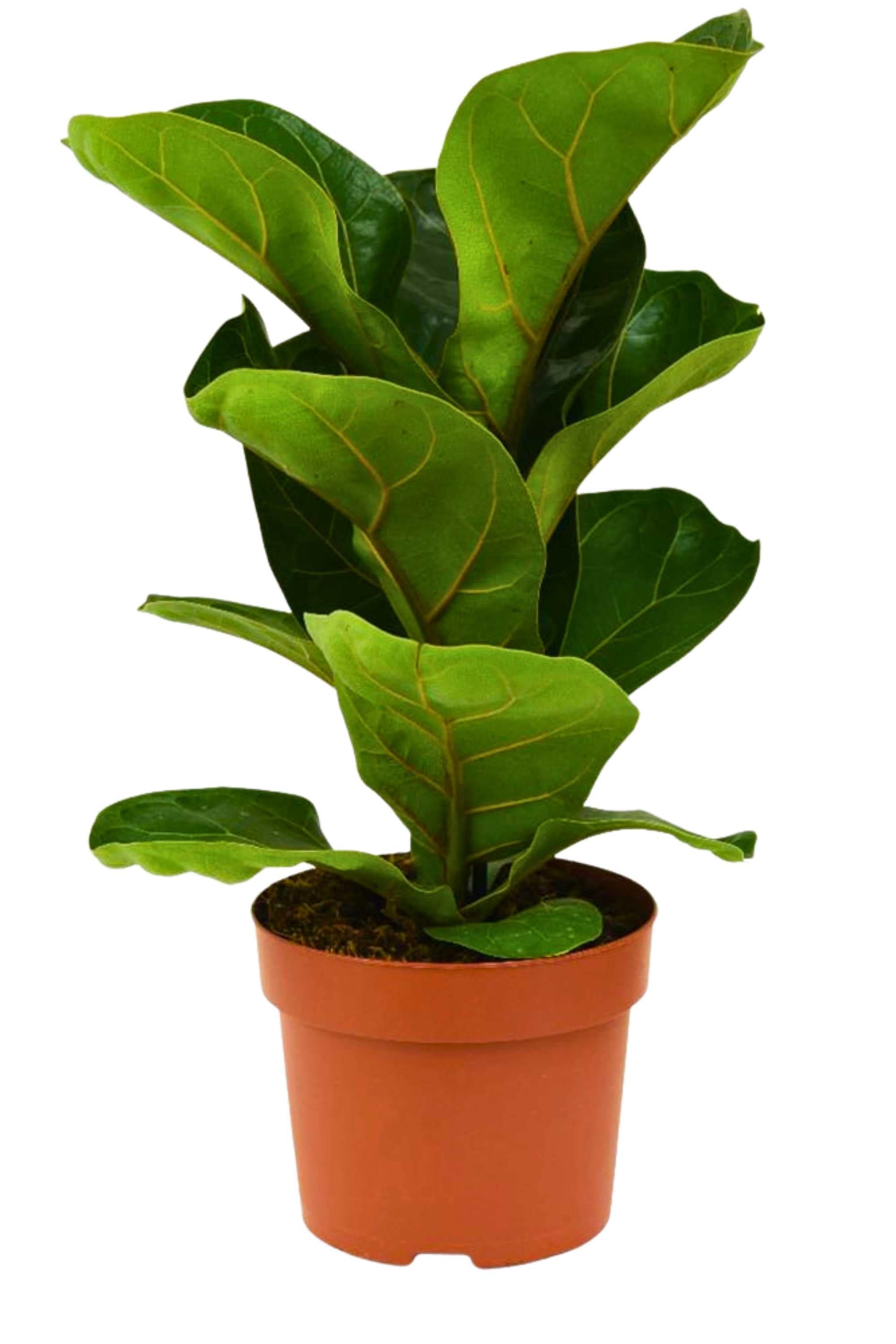 Indoor Plant 50-60 cms Ficus lyrata Ficus lyrata