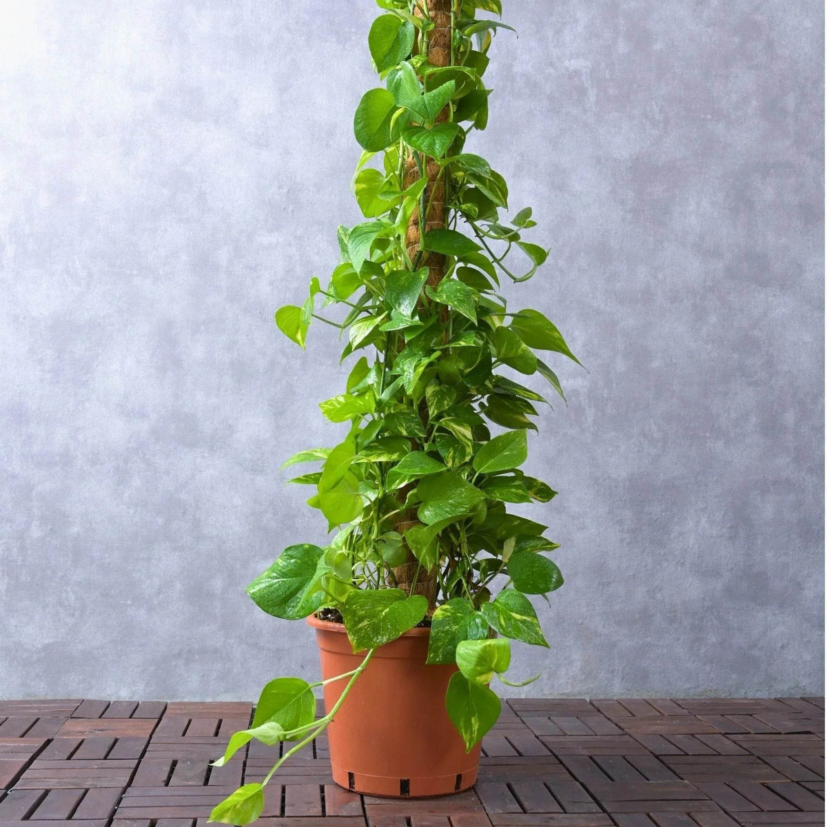 Epipremnum aureum  Adplants
