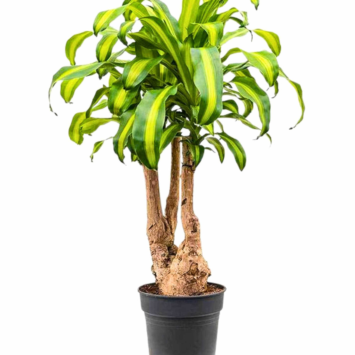 dracaena fragrans height Dracaena fragrans 'Massangeana' Branched – Adplants