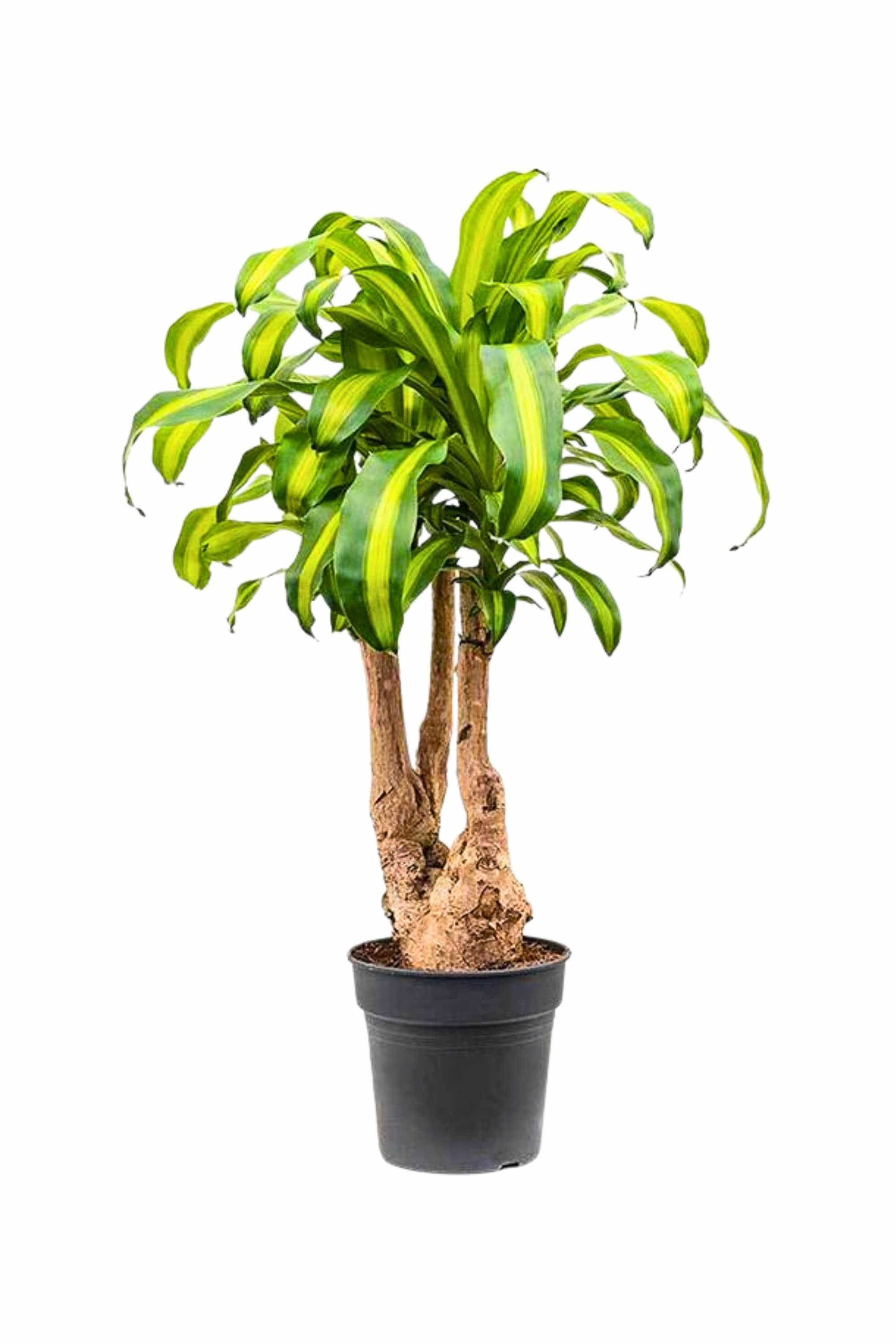 Indoor Plant 90-100 cms Dracaena fragrans 'Massangeana' Branched Dracaena fragrans 'Massangeana' Branched