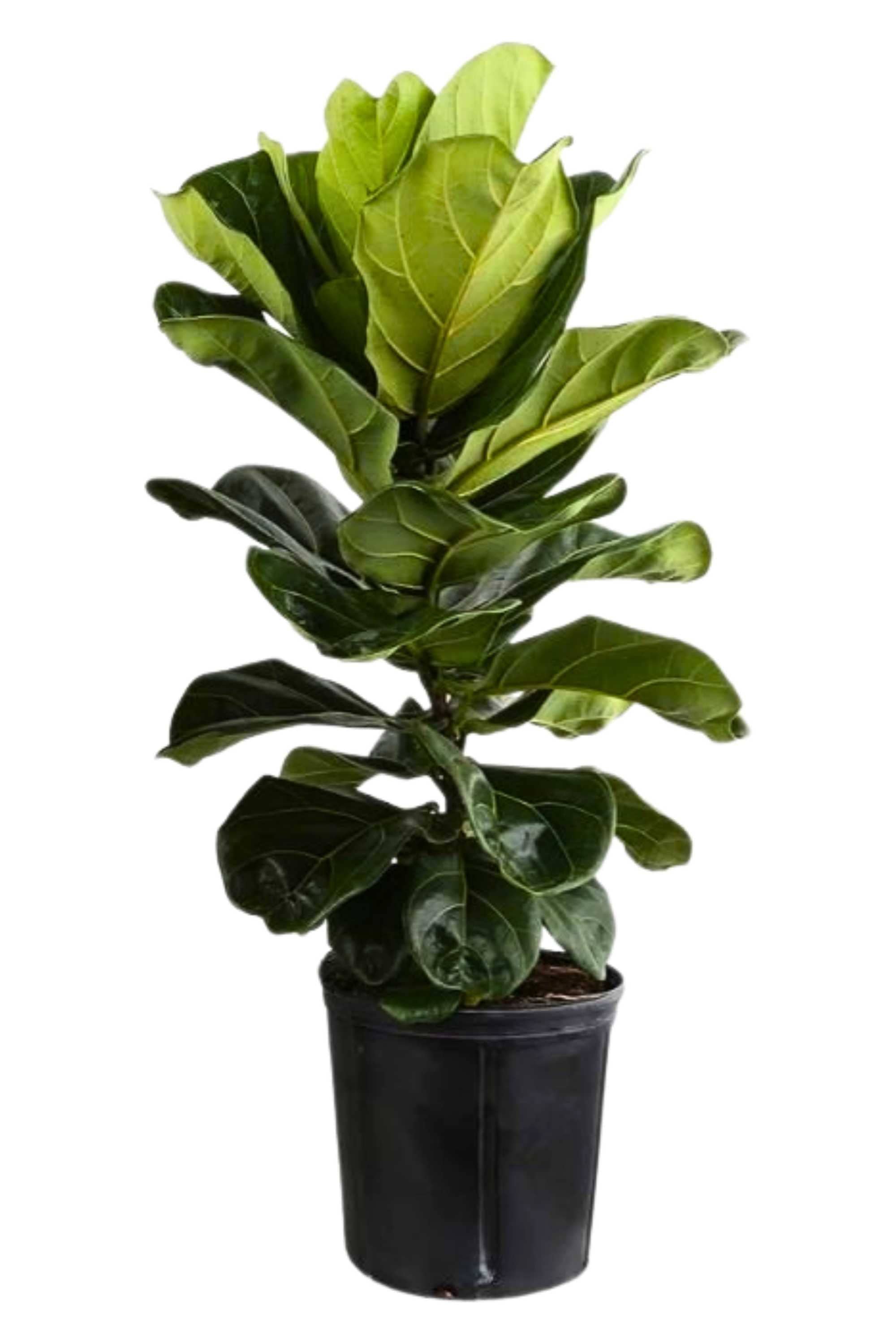 Indoor Plant 90-100 cms Ficus lyrata Ficus lyrata