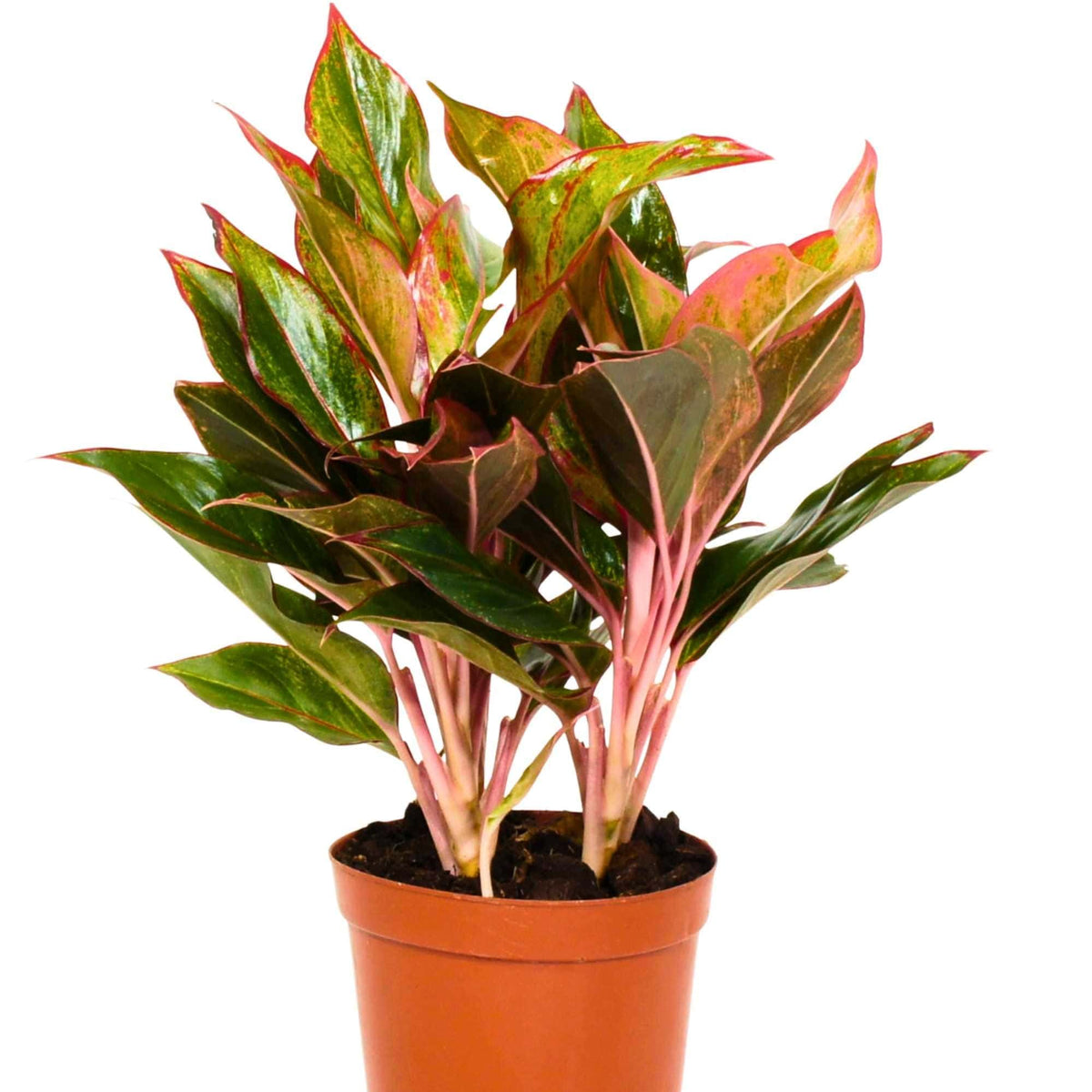 aglaonema commutatum description Aglaonema Commutatum 'Red' – Adplants