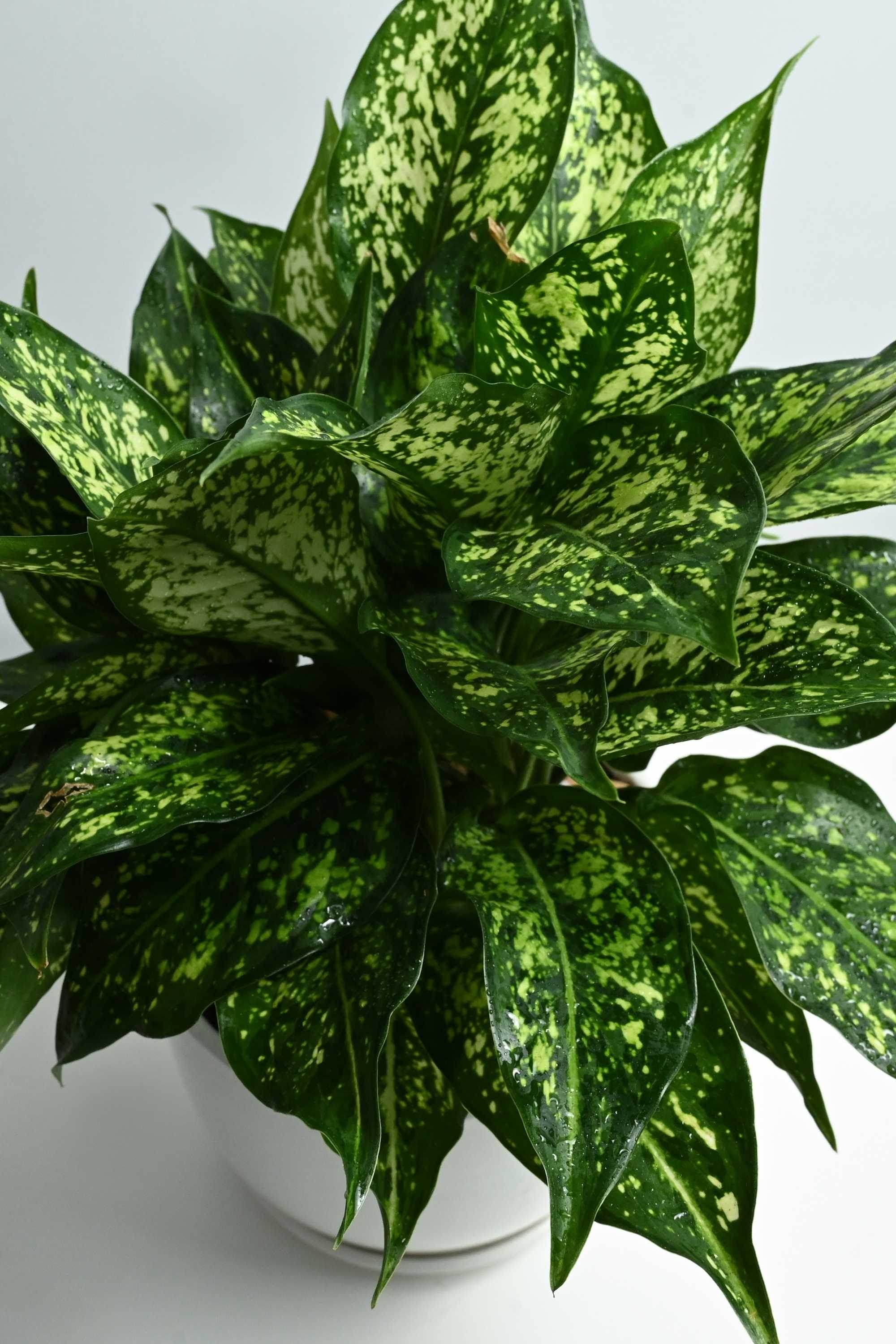 Indoor Plant Aglaonema costatum Aglaonema costatum