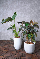 Indoor Plant Alocasia spp. & Ficus elastica Alocasia spp. & Ficus elastica