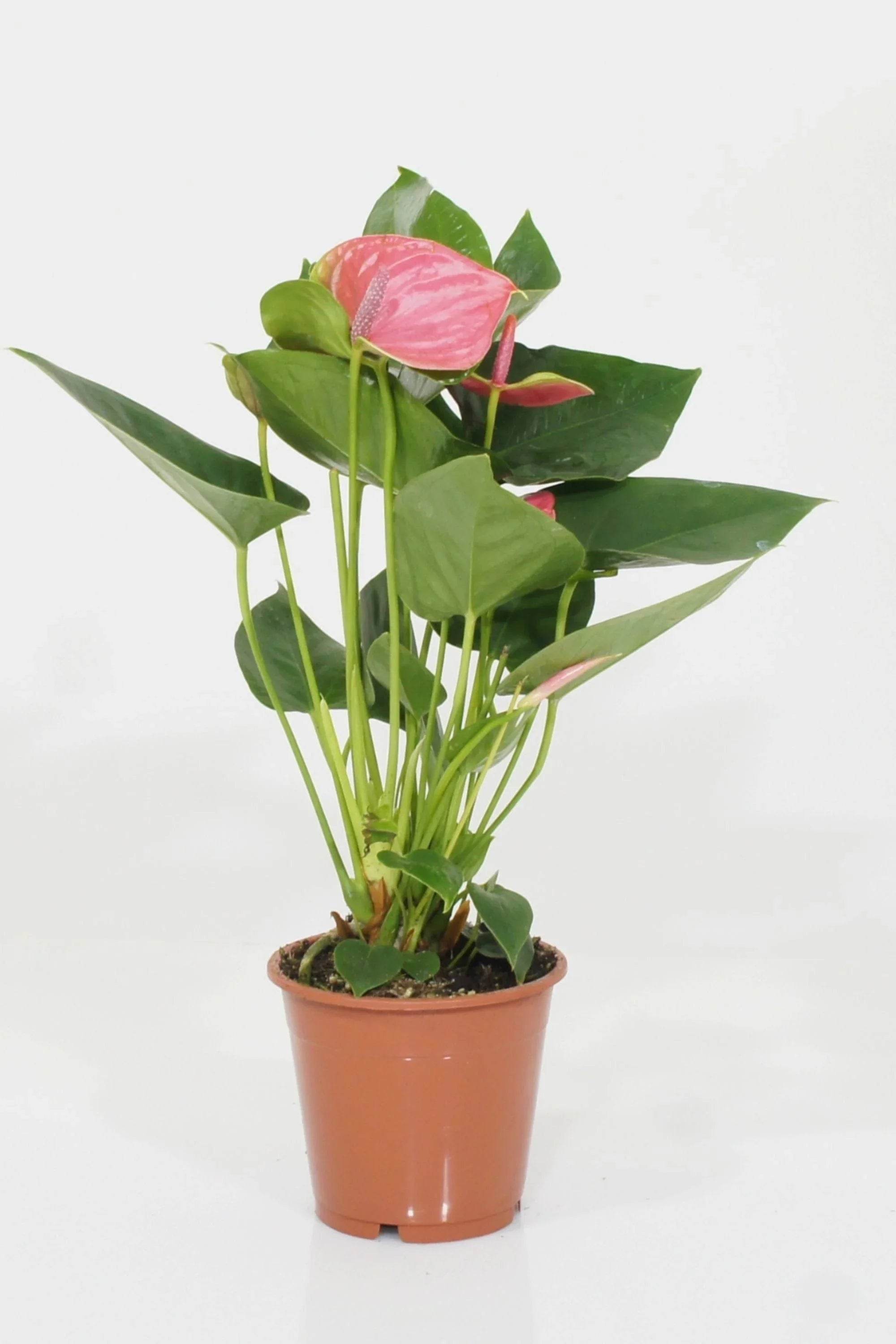 Indoor Plant Anthurium Andraeanum Anthurium Andraeanum