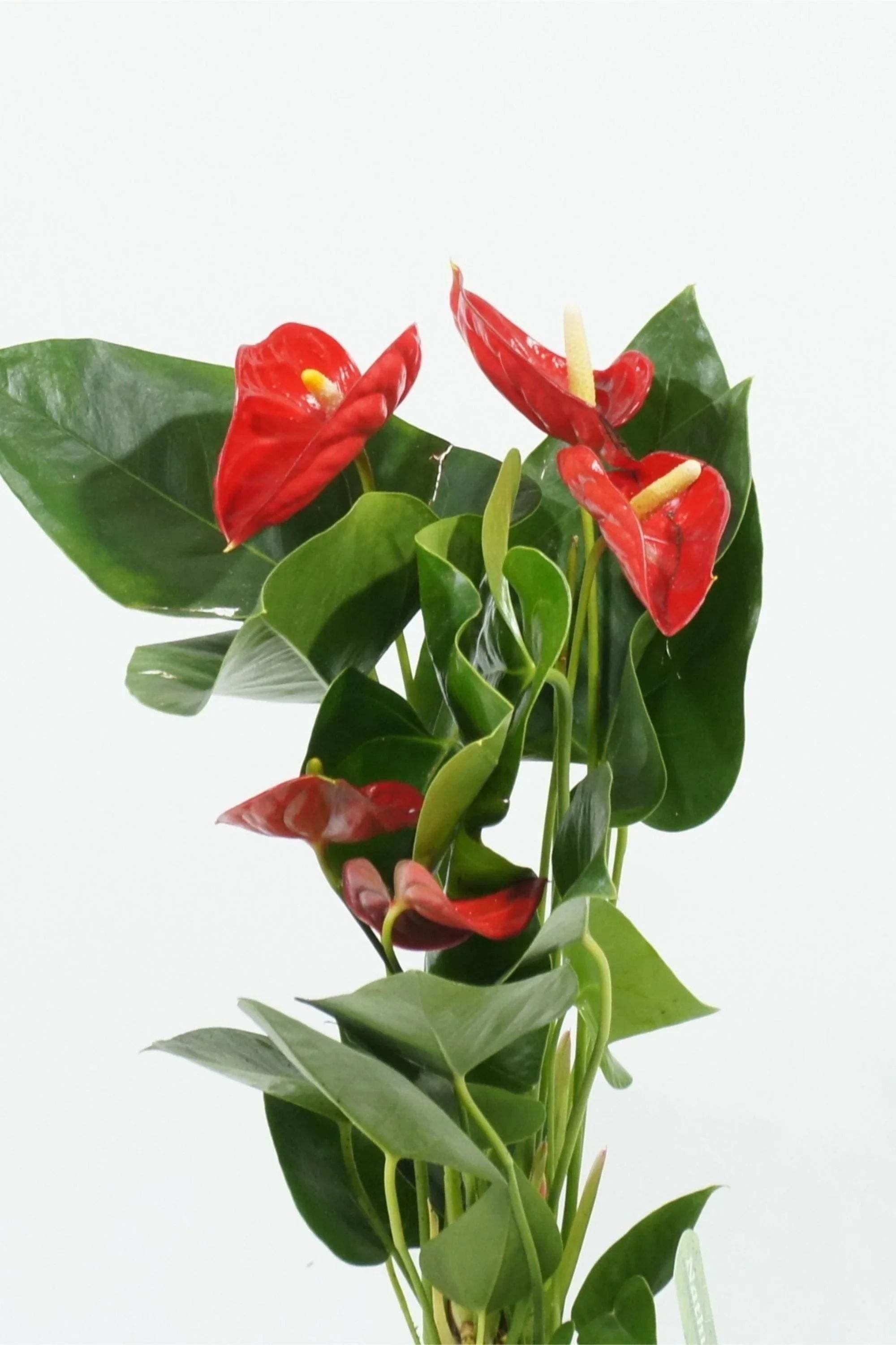 Indoor Plant Anthurium Andraeanum Anthurium Andraeanum