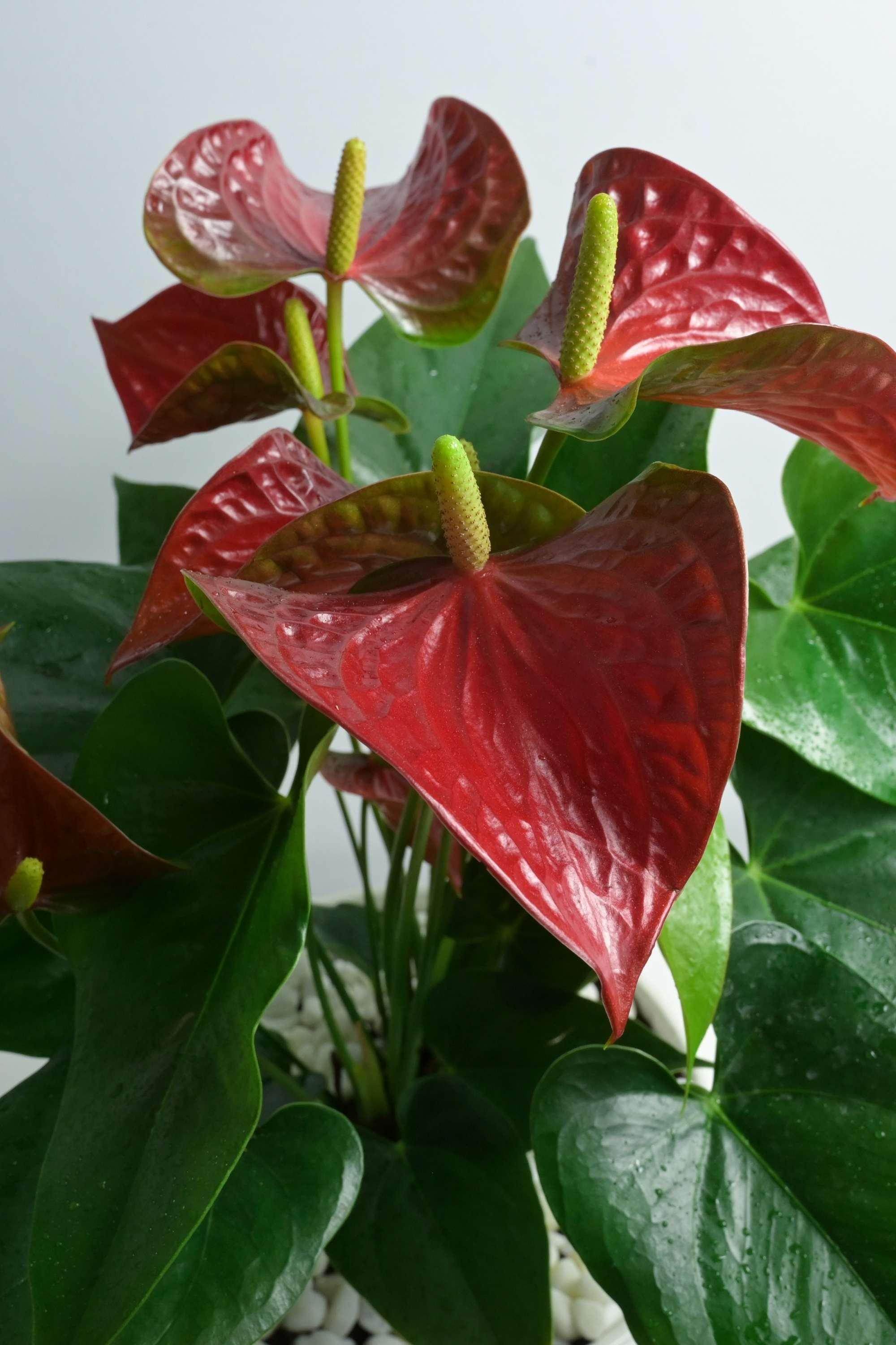 Indoor Plant Anthurium Andraeanum Anthurium Andraeanum
