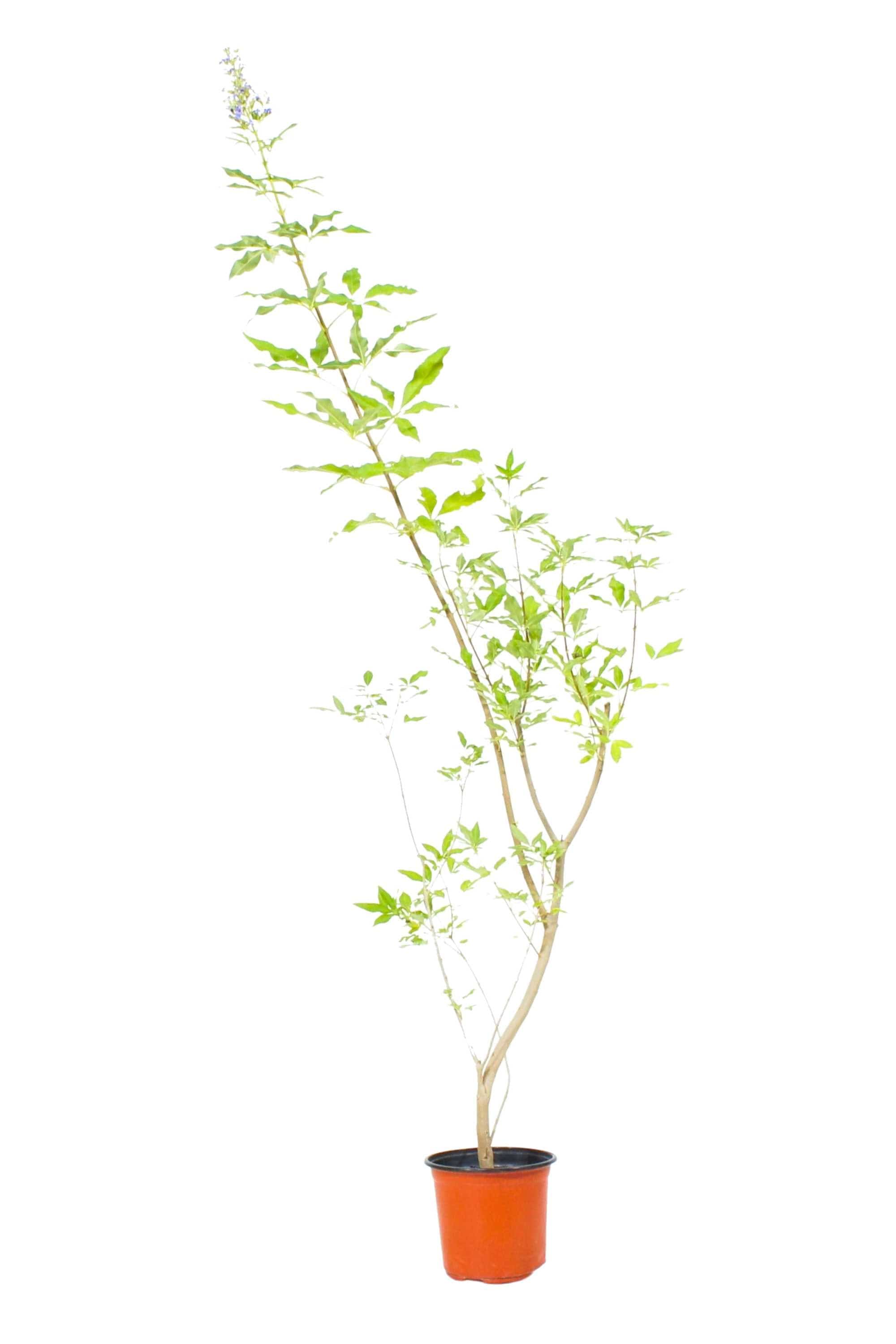 Indoor Plant Aspidistra Elatior Aspidistra Elatior