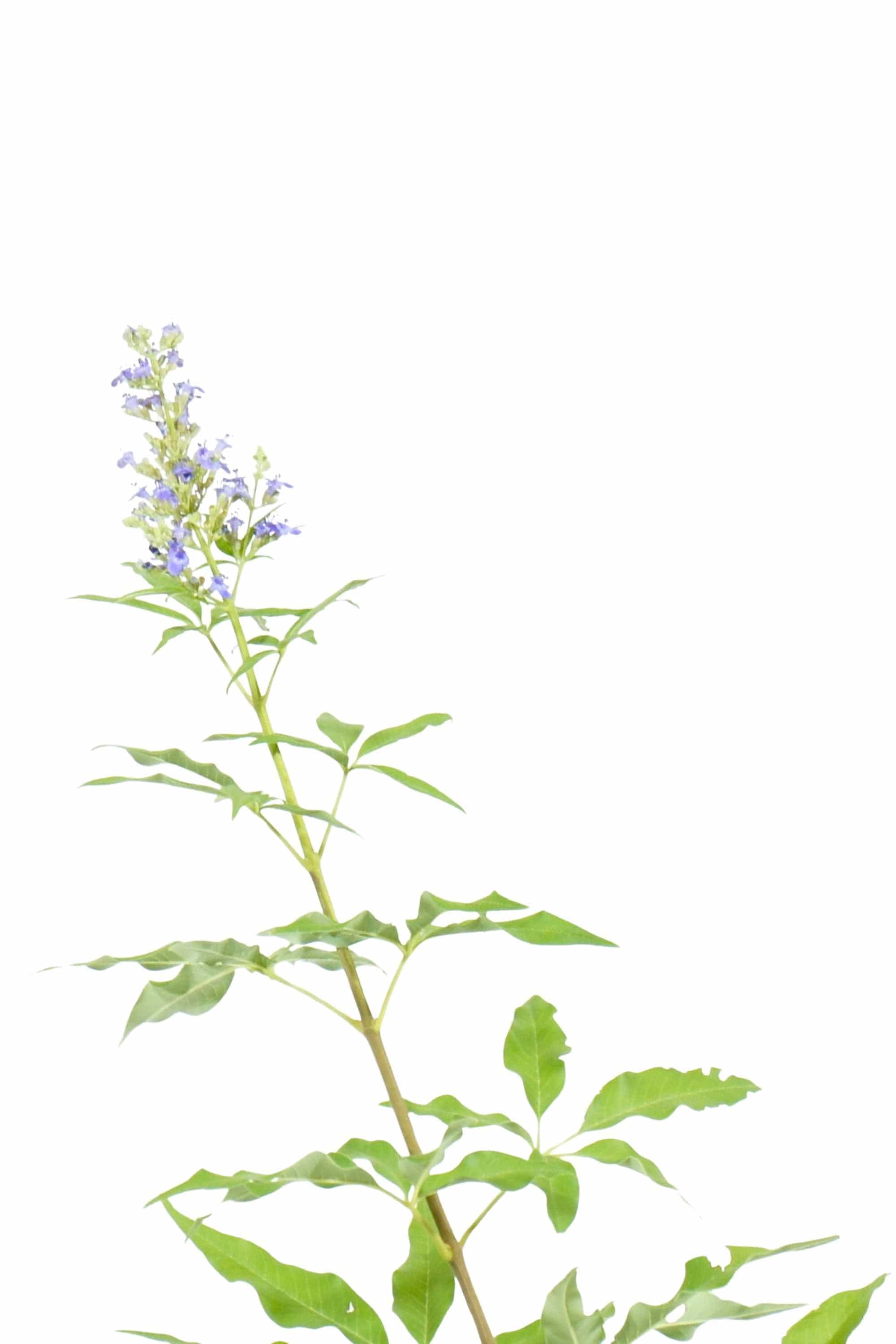 Indoor Plant Aspidistra Elatior Aspidistra Elatior