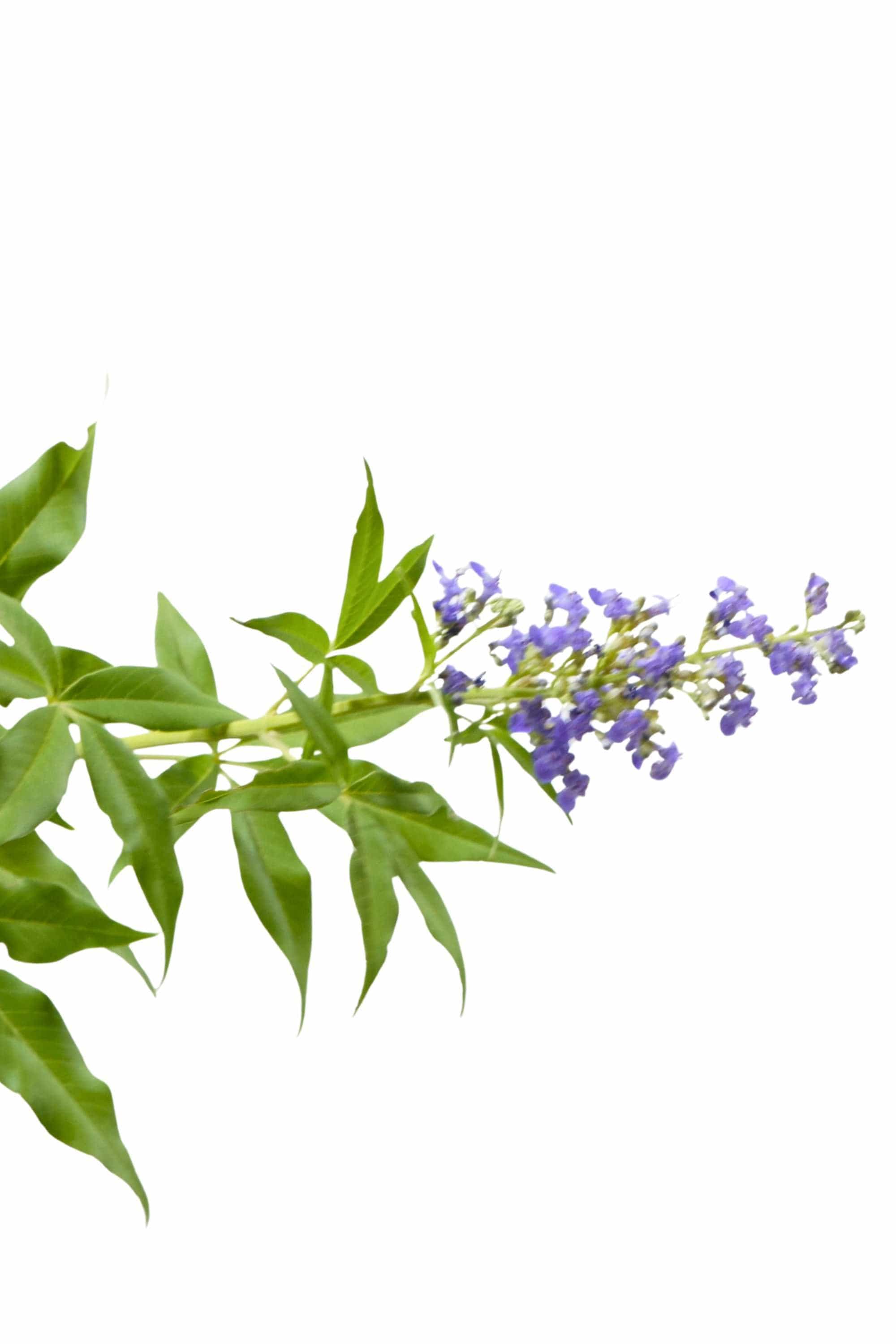 Indoor Plant Aspidistra Elatior Aspidistra Elatior