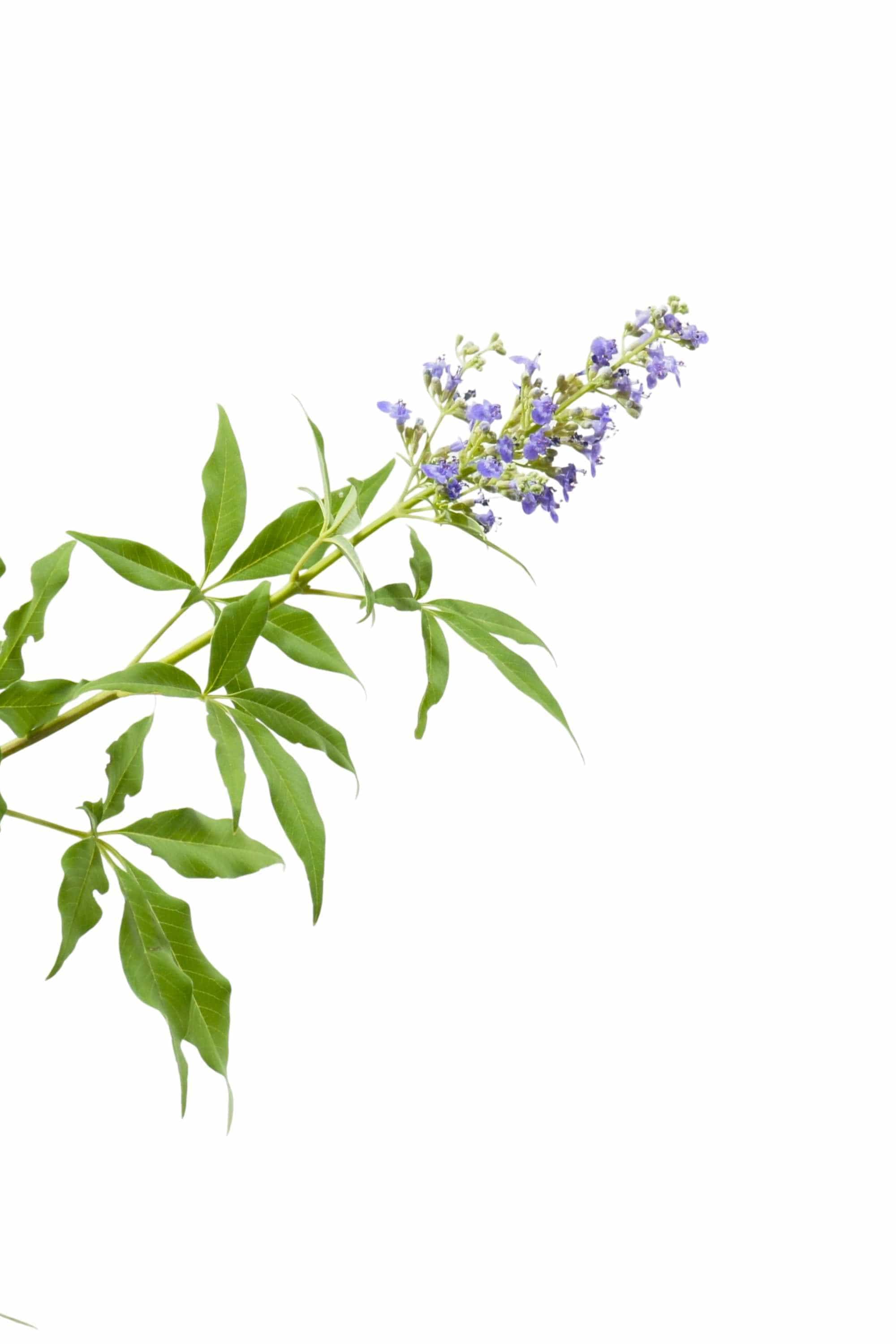 Indoor Plant Aspidistra Elatior Aspidistra Elatior